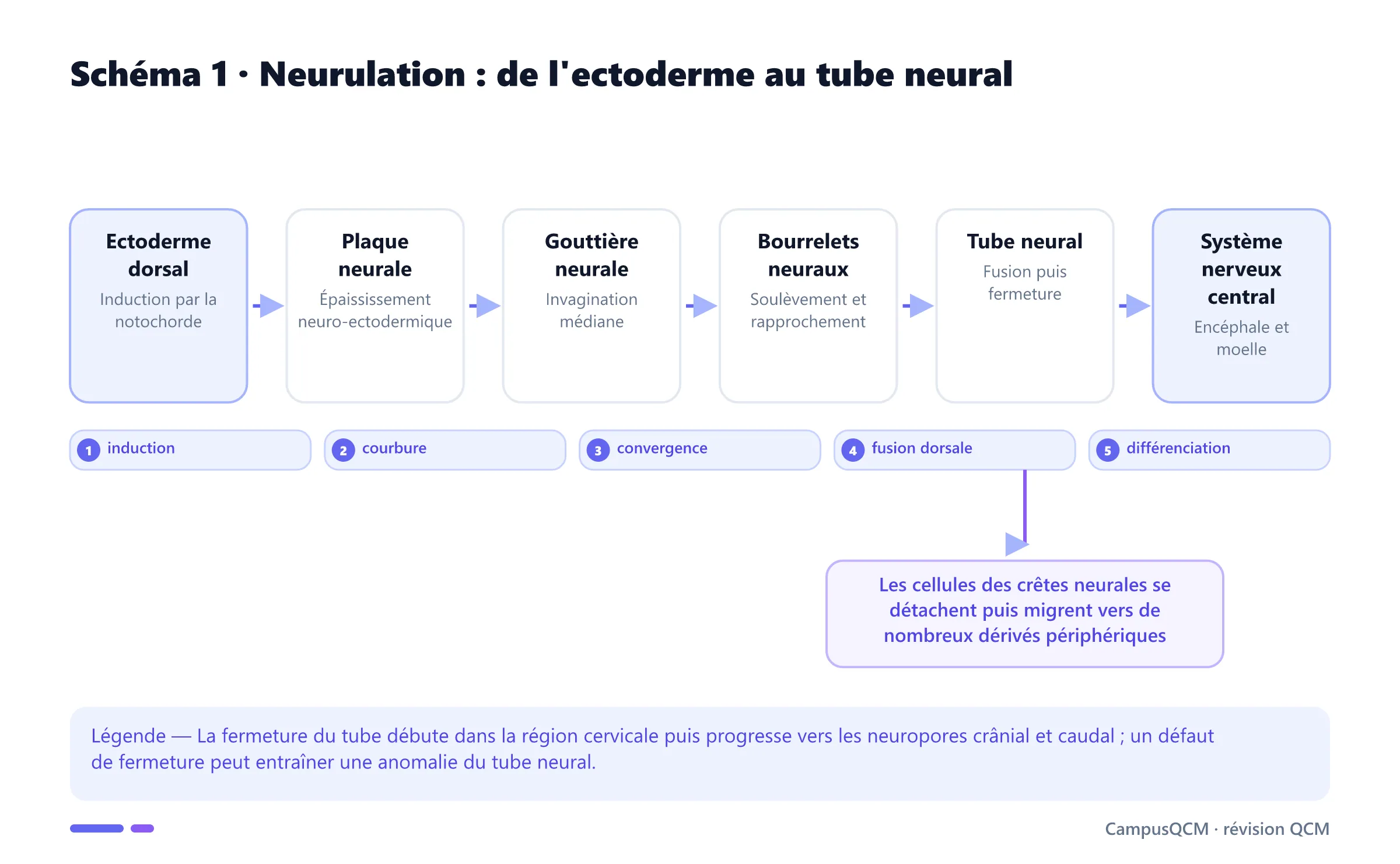 Mouvements de neurulation montrant induction de la plaque neurale, invagination, convergence des bourrelets, fermeture du tube neural et migration des crêtes neurales.