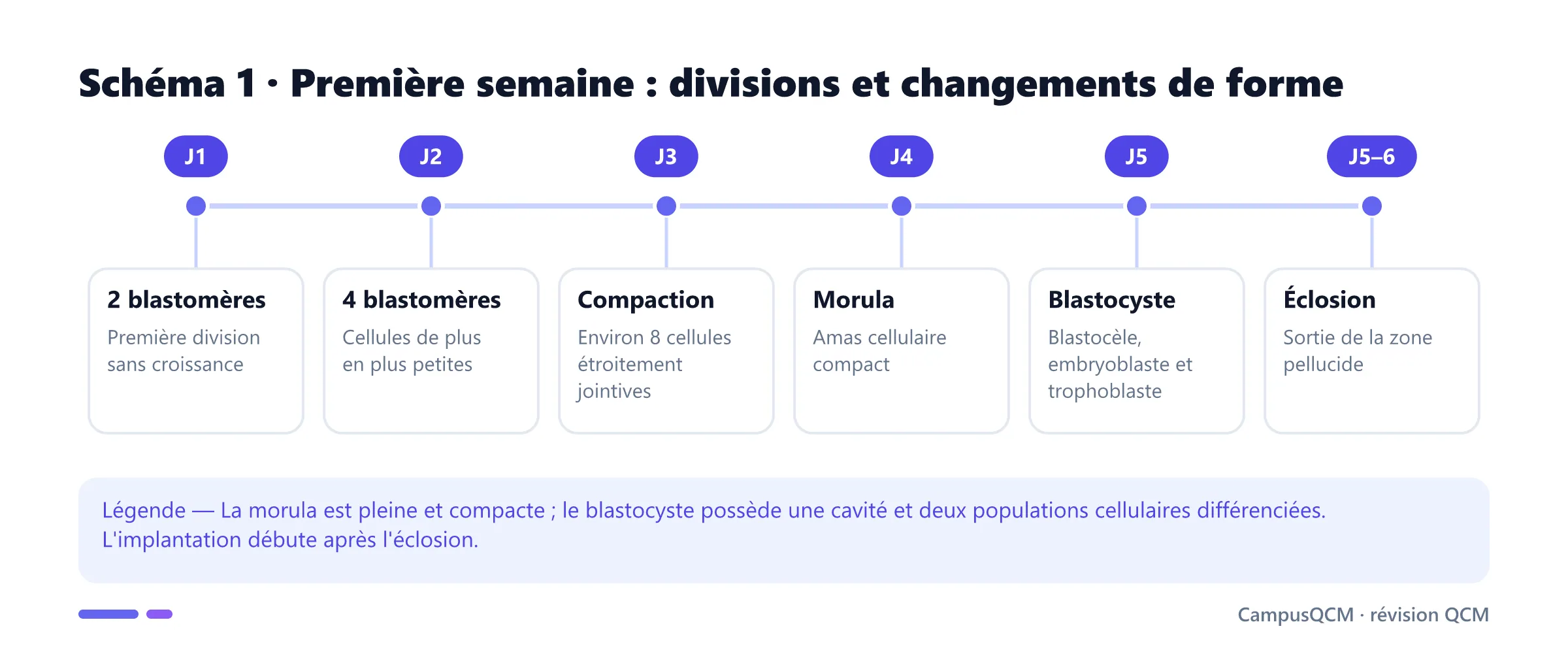 Chronologie morphologique de la segmentation humaine de deux blastomères à l'éclosion du blastocyste.