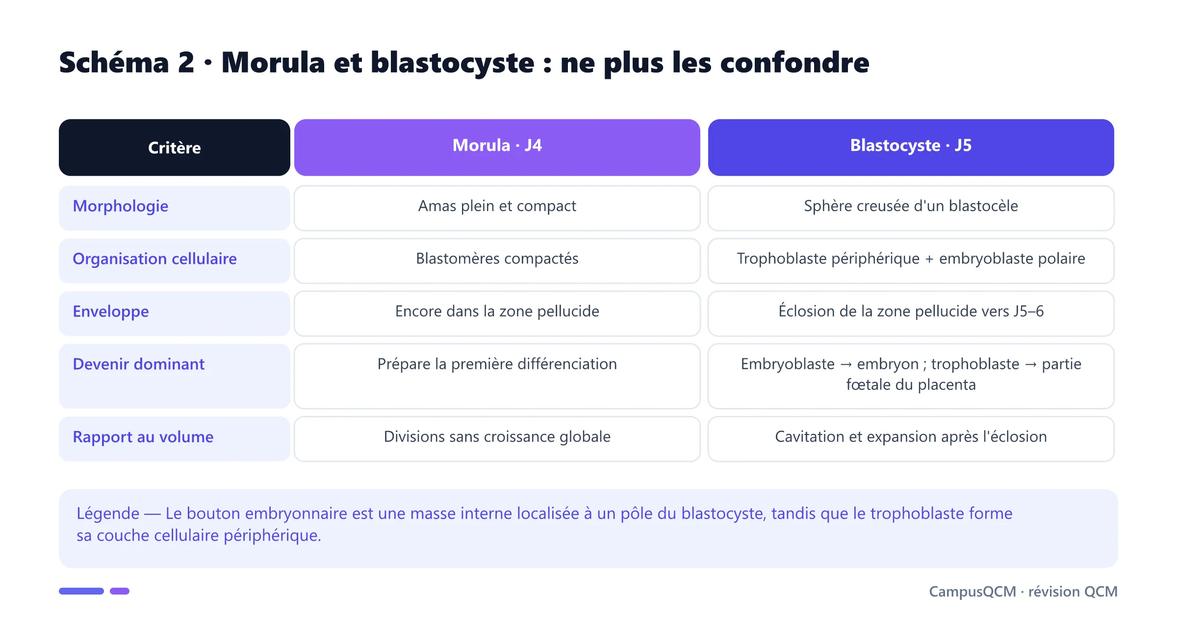 Comparaison morphologique et fonctionnelle de la morula compacte et du blastocyste cavitaire avec embryoblaste et trophoblaste.