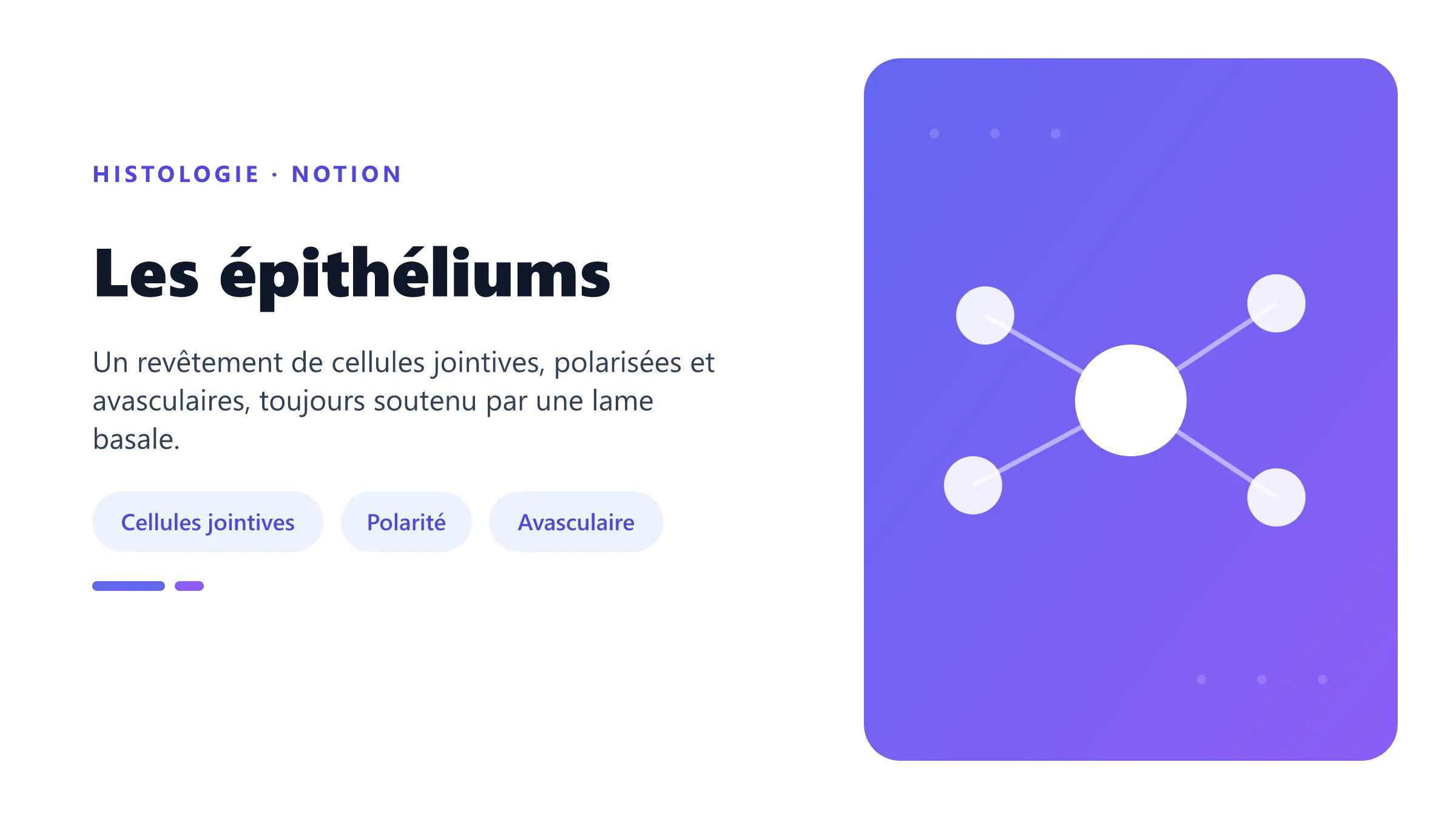 Les épithéliums Coupe histologique simplifiée d’un épithélium reposant sur sa lame basale.