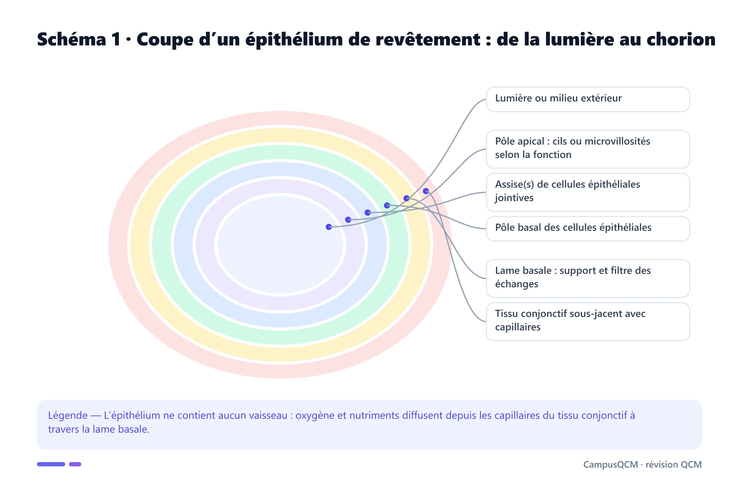 Coupe histologique légendée d’un épithélium montrant lumière, pôle apical, cellules jointives, pôle basal, lame basale et conjonctif vascularisé.