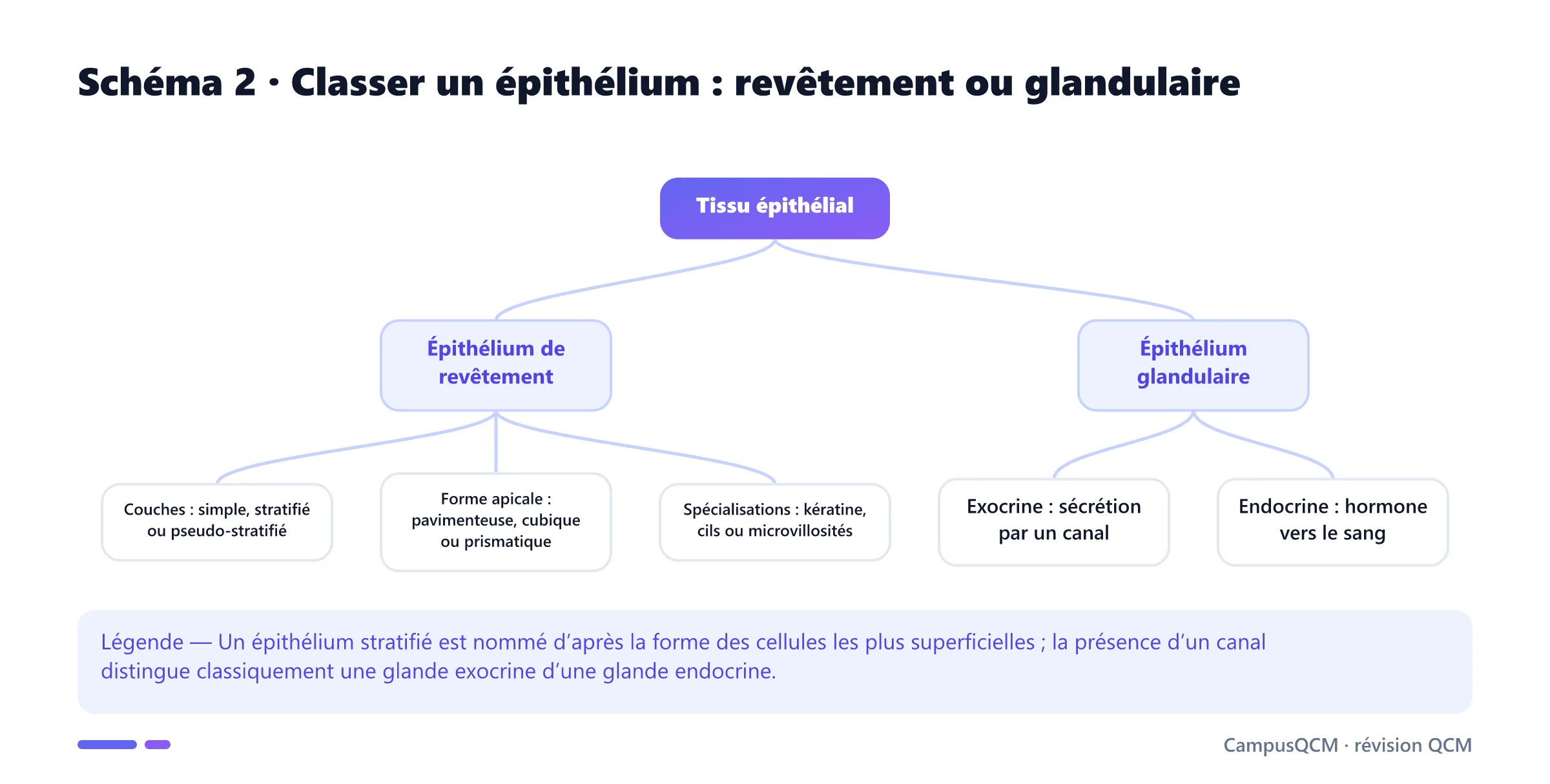 Arbre de classification des épithéliums de revêtement par nombre de couches, forme apicale et spécialisations, puis des épithéliums glandulaires exocrines et endocrines.