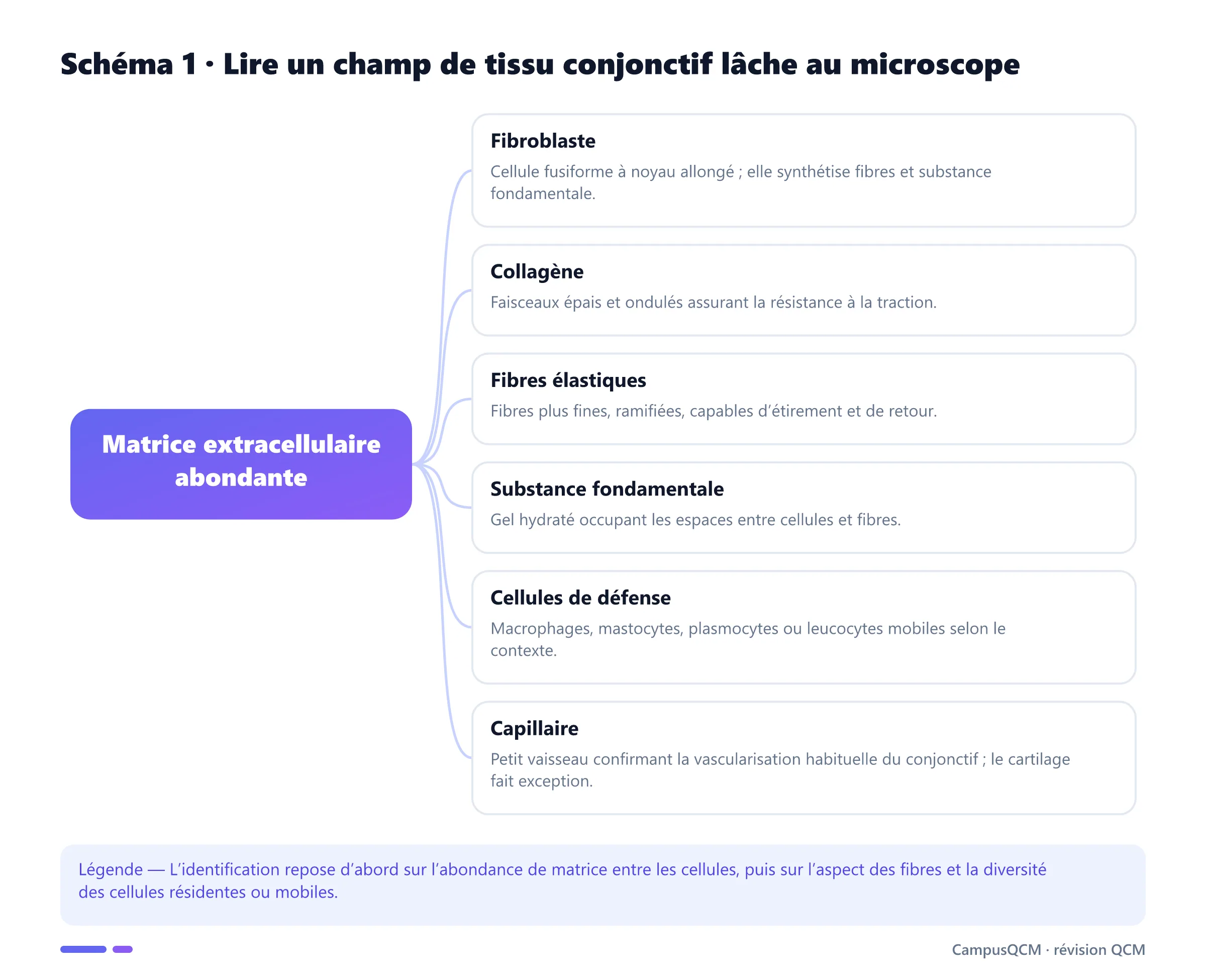 Repères microscopiques d’un tissu conjonctif lâche : fibroblaste, collagène, fibres élastiques, substance fondamentale, cellules de défense et capillaire.