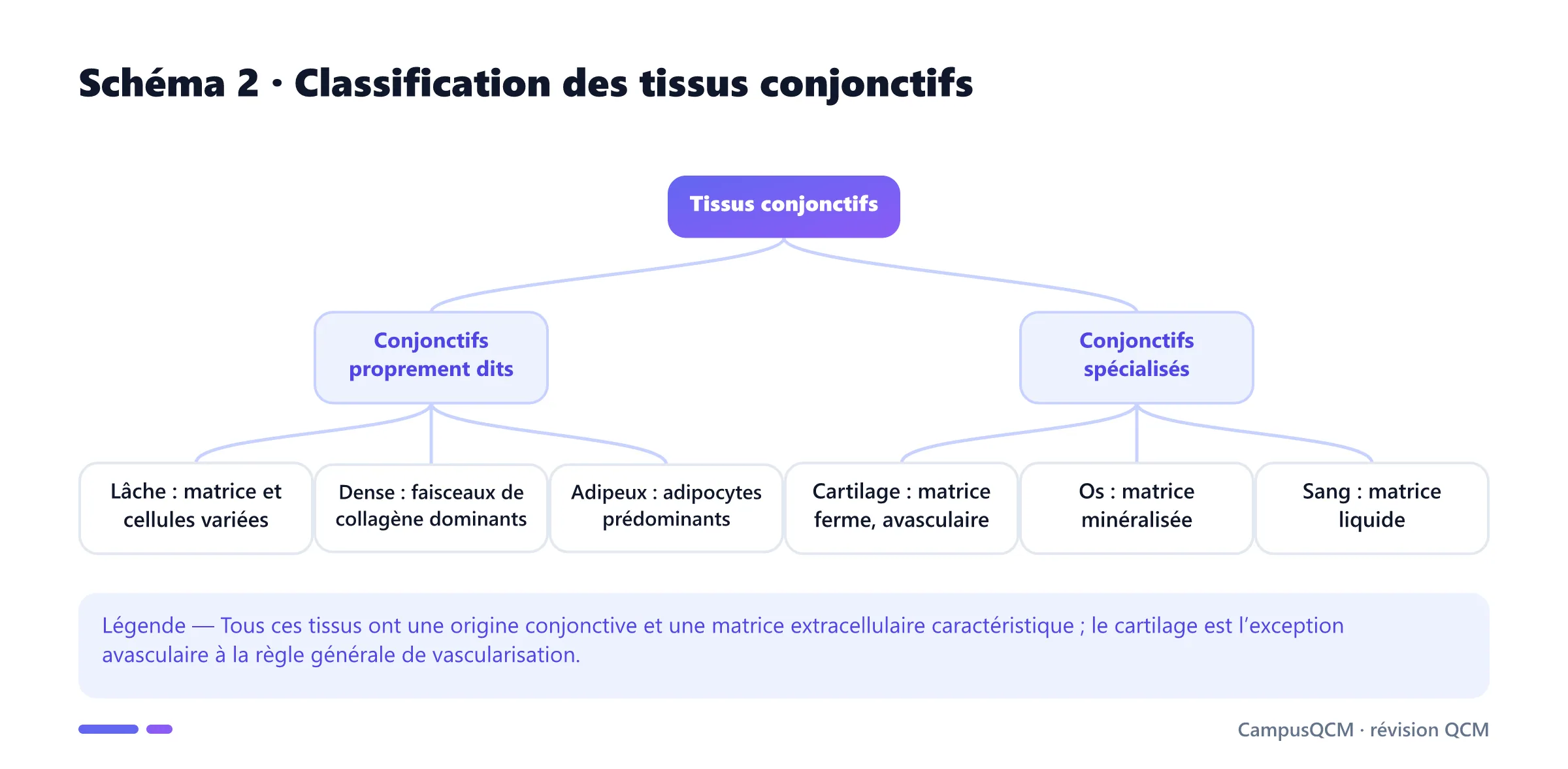 Arbre classant les tissus conjonctifs en tissus lâche, dense et adipeux, puis cartilage, os et sang spécialisés.