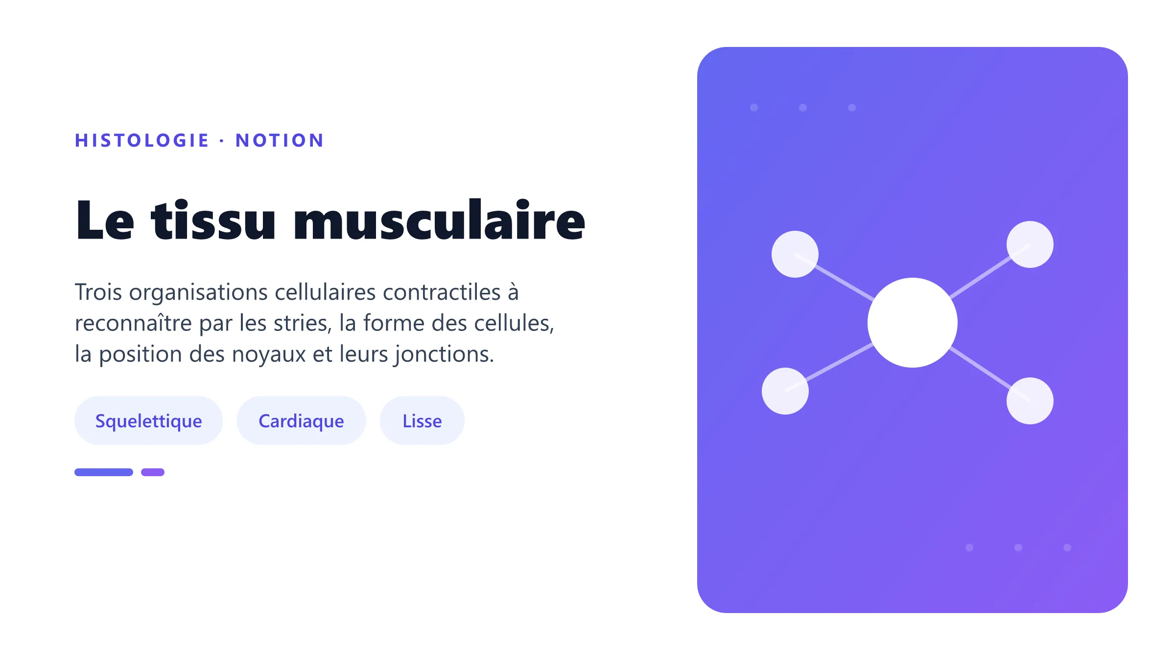 Le tissu musculaire Comparaison histologique des muscles strié squelettique, cardiaque et lisse.