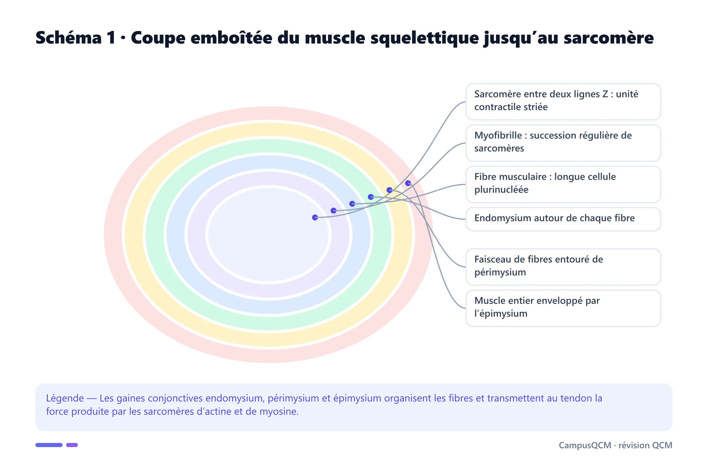 Coupe histologique emboîtée du sarcomère à la myofibrille, à la fibre avec endomysium, au faisceau avec périmysium et au muscle avec épimysium.