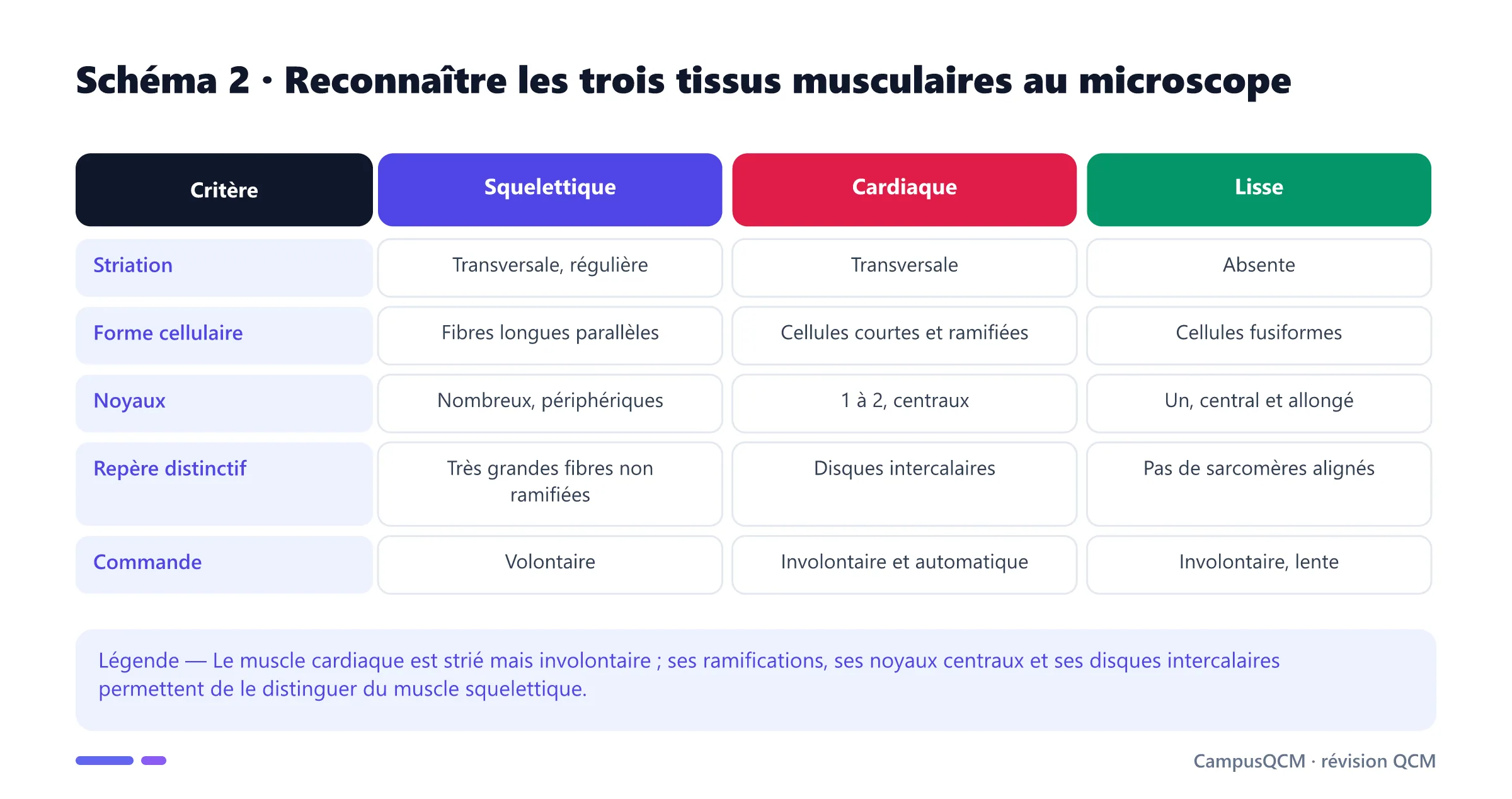 Tableau des repères histologiques des muscles squelettique, cardiaque et lisse selon stries, forme, noyaux, signe distinctif et commande.