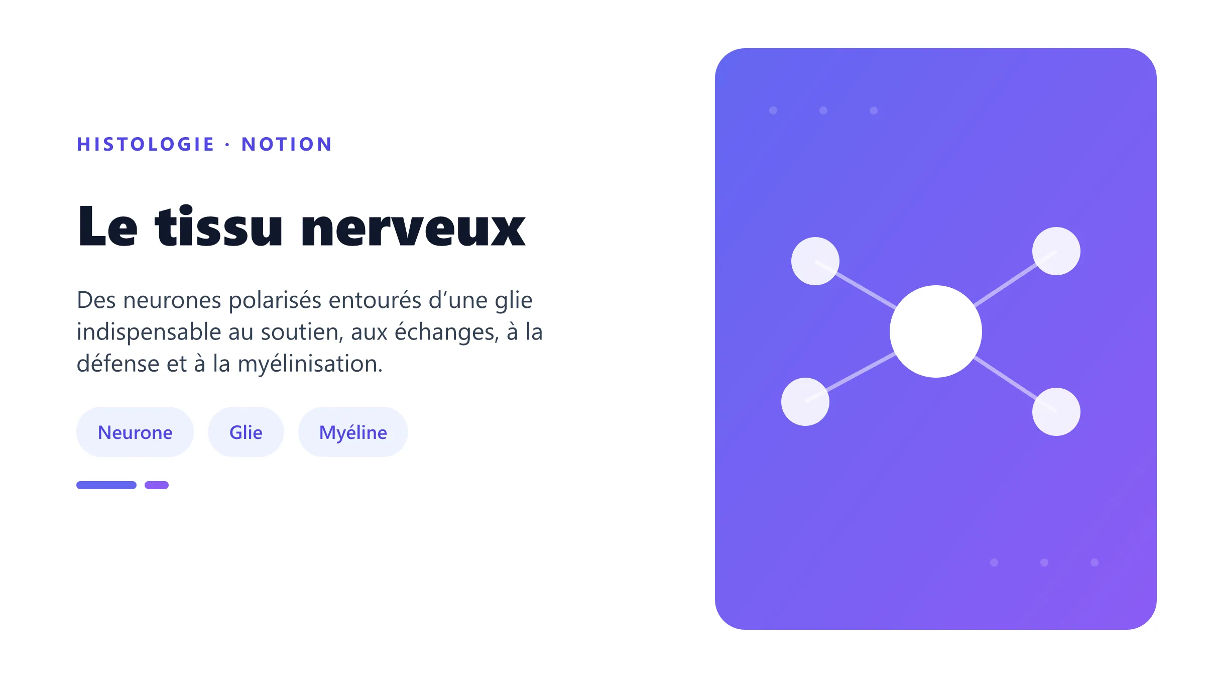 Le tissu nerveux Organisation histologique d’un neurone, de ses prolongements et des cellules gliales associées.