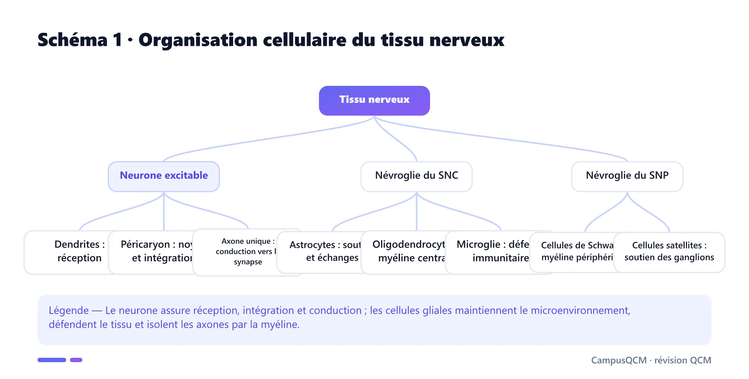 Arbre histologique du tissu nerveux distinguant neurone avec dendrites, péricaryon et axone, glie du système central et glie périphérique.