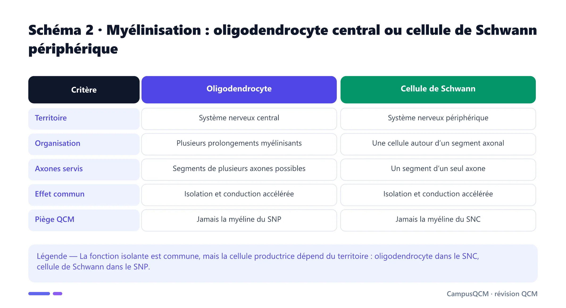 Tableau comparatif de la myélinisation par oligodendrocytes dans le système nerveux central et cellules de Schwann dans le système périphérique.
