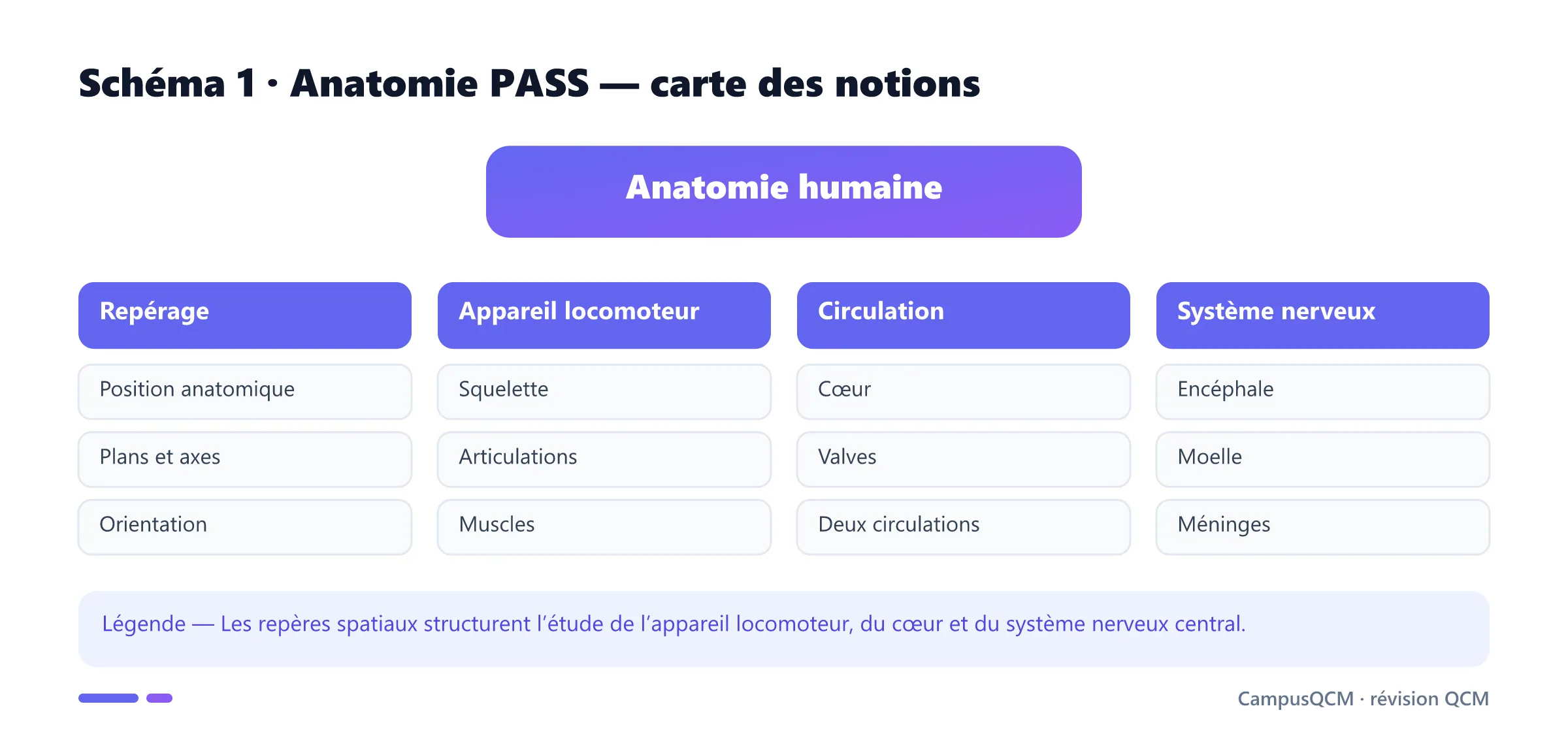 Carte des notions d’anatomie PASS.