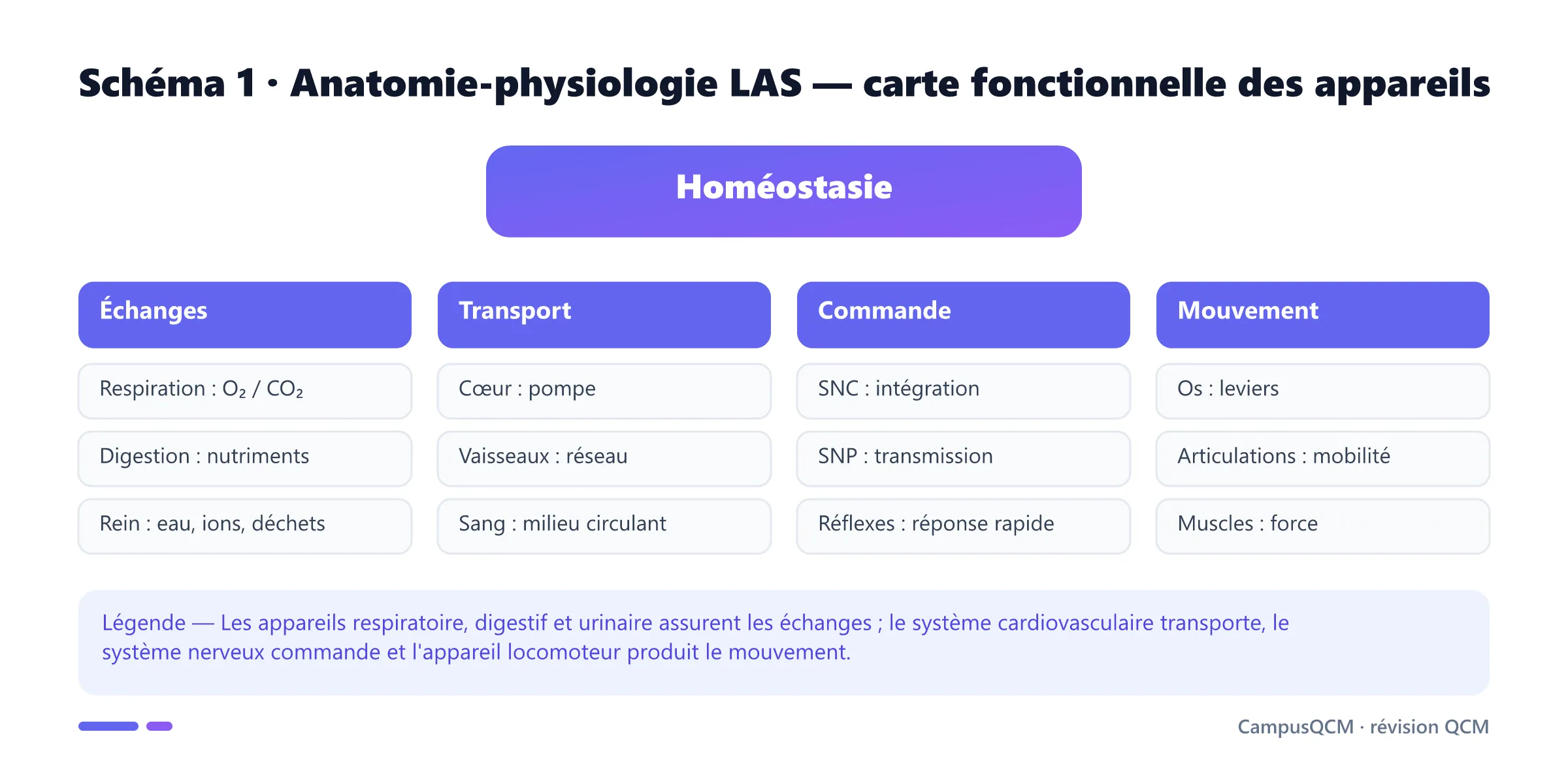 Carte reliant les appareils respiratoire, digestif, urinaire, cardiovasculaire, nerveux et locomoteur à leurs fonctions.