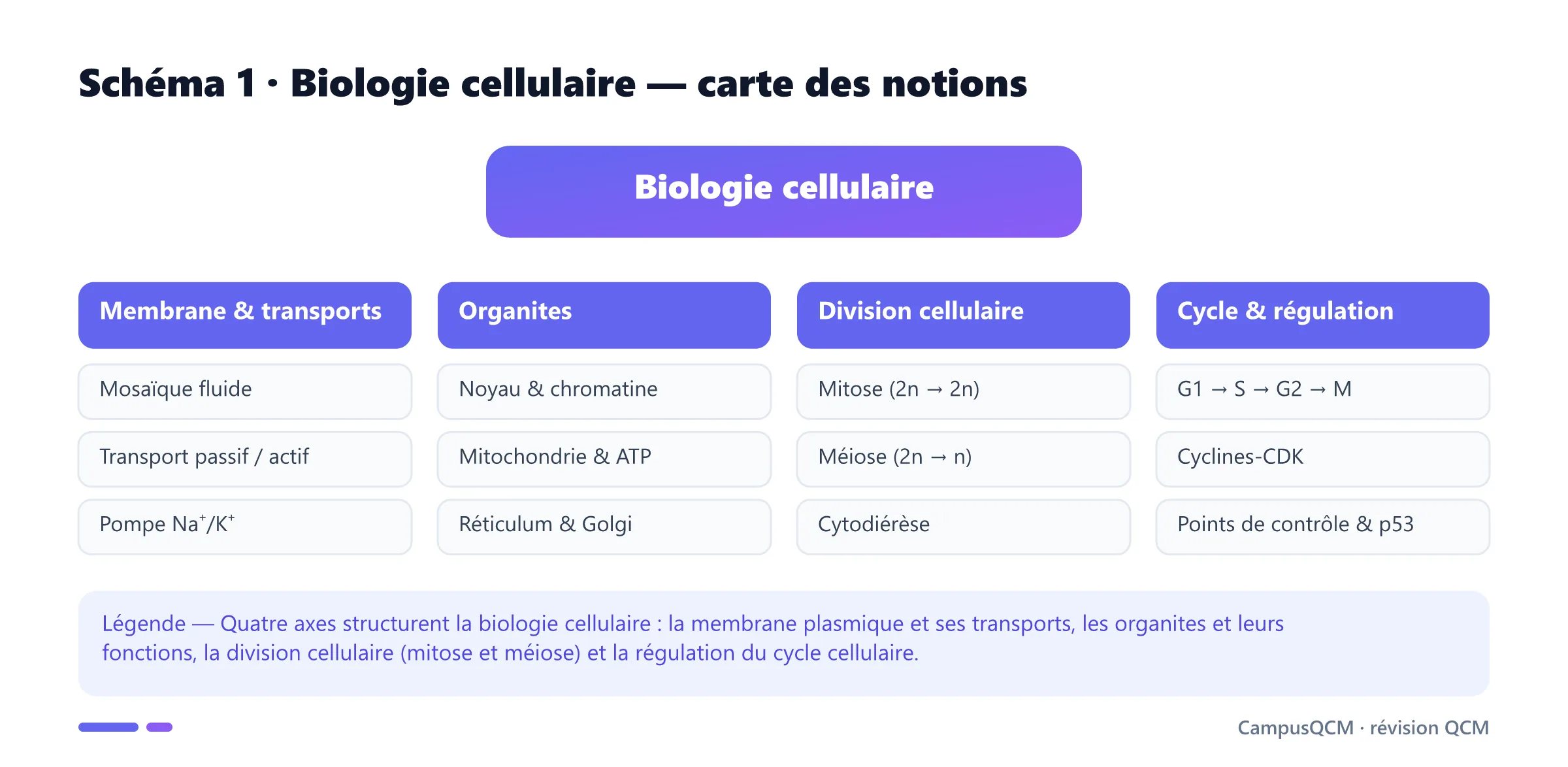 Carte des notions de biologie cellulaire en quatre axes : membrane et transports, organites, division cellulaire et cycle et régulation.