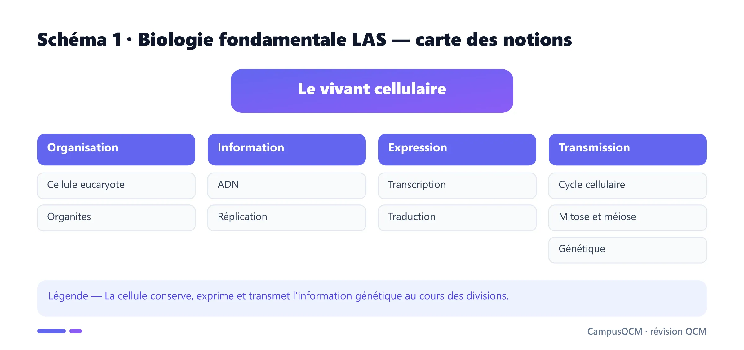 Carte académique des notions de biologie fondamentale LAS : cellule, ADN, expression génique et transmission.