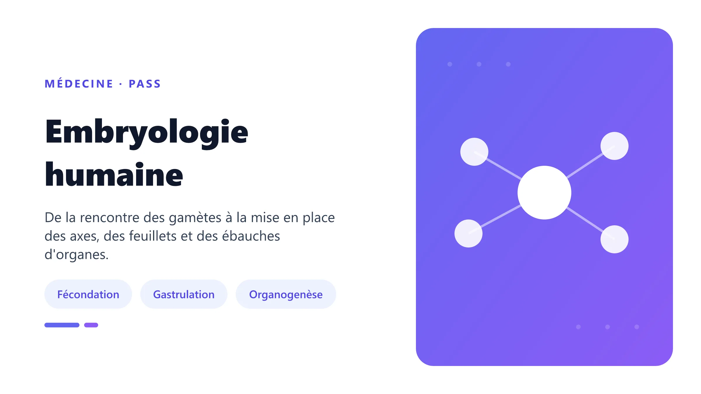 Chronologie du développement embryonnaire humain de la fécondation à l'organogenèse.