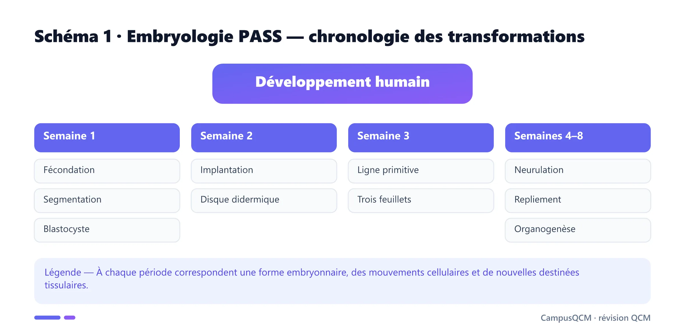 Carte chronologique des transformations embryonnaires de la première à la huitième semaine.