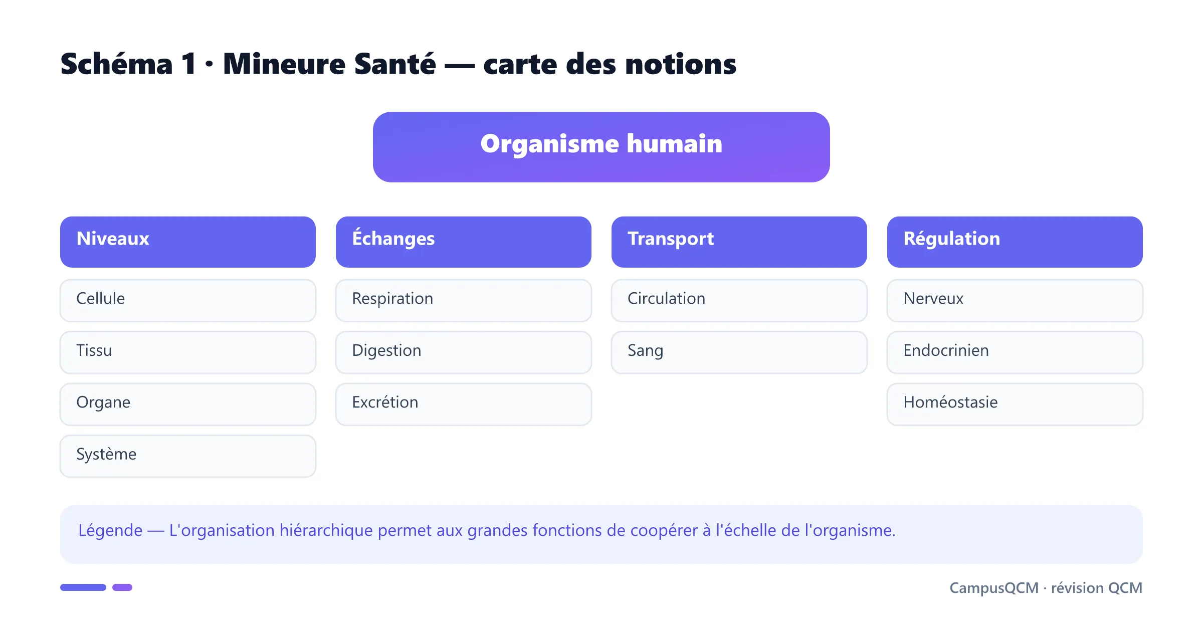 Carte académique des niveaux d'organisation, des échanges, du transport et de la régulation en mineure santé.
