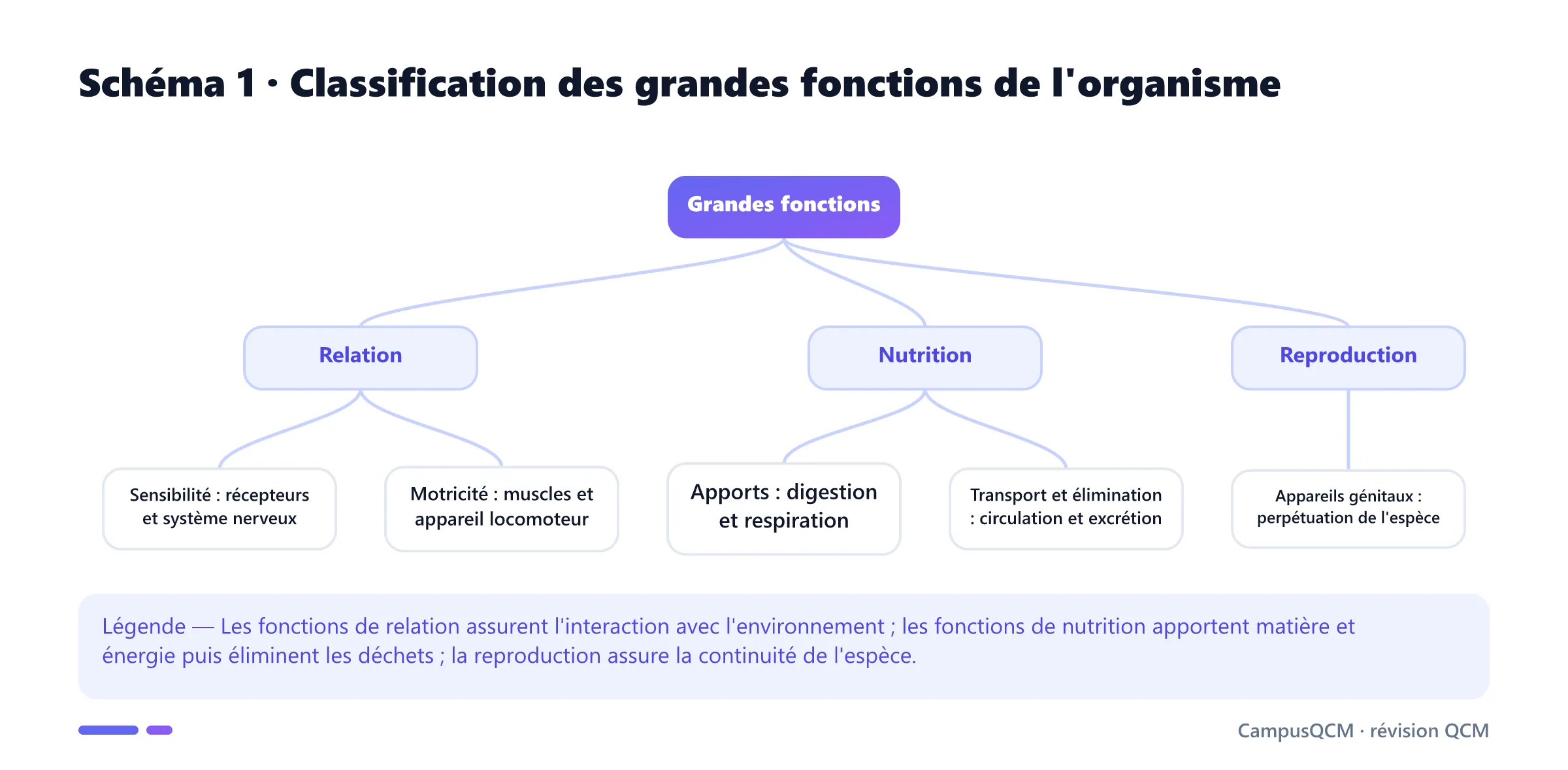 Arbre classant les grandes fonctions humaines en relation, nutrition et reproduction avec les systèmes associés.