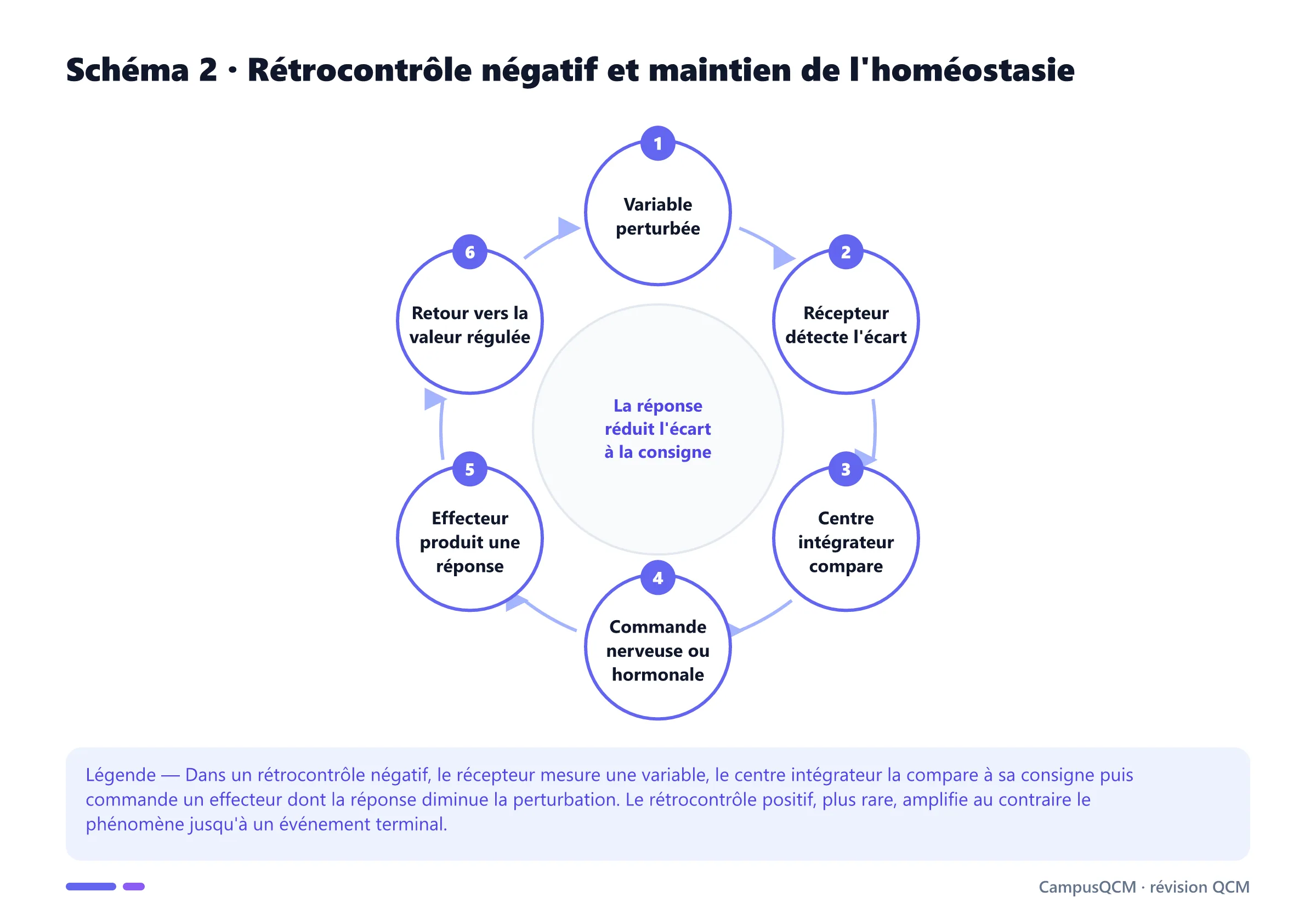 Boucle physiologique de rétrocontrôle négatif montrant perturbation, récepteur, centre intégrateur, commande, effecteur et correction.