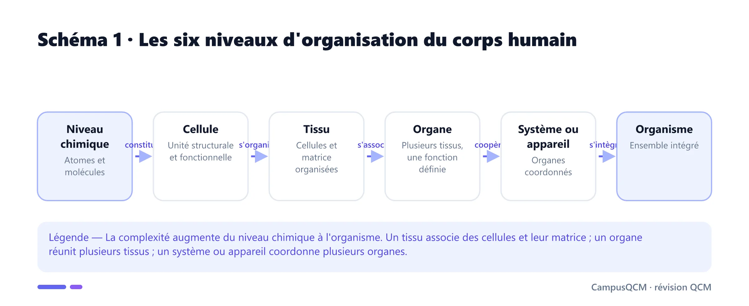 Chaîne des six niveaux d'organisation biologique : chimique, cellule, tissu, organe, système ou appareil et organisme.