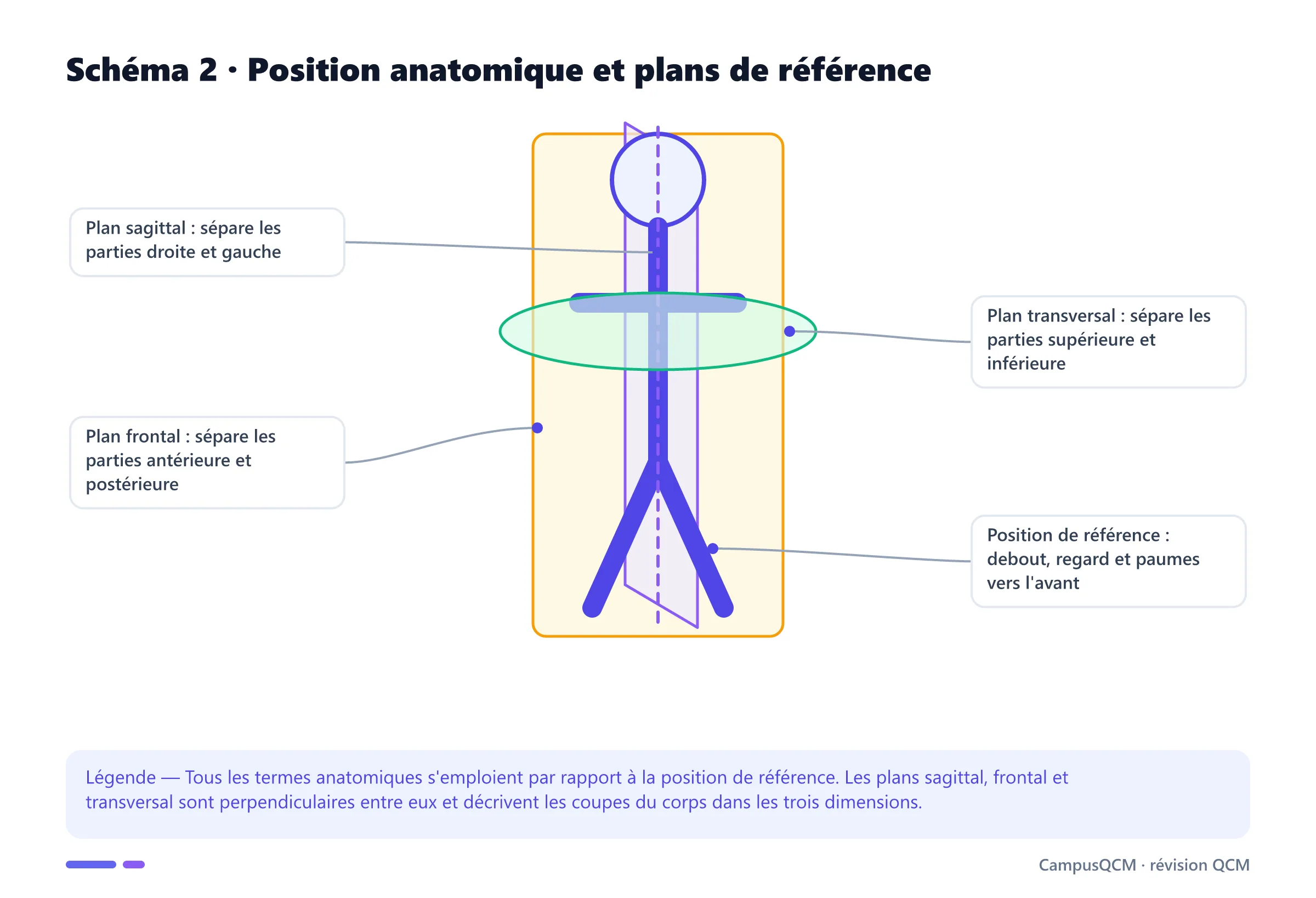 Corps en position anatomique de référence traversé par les plans sagittal, frontal et transversal avec leurs définitions.