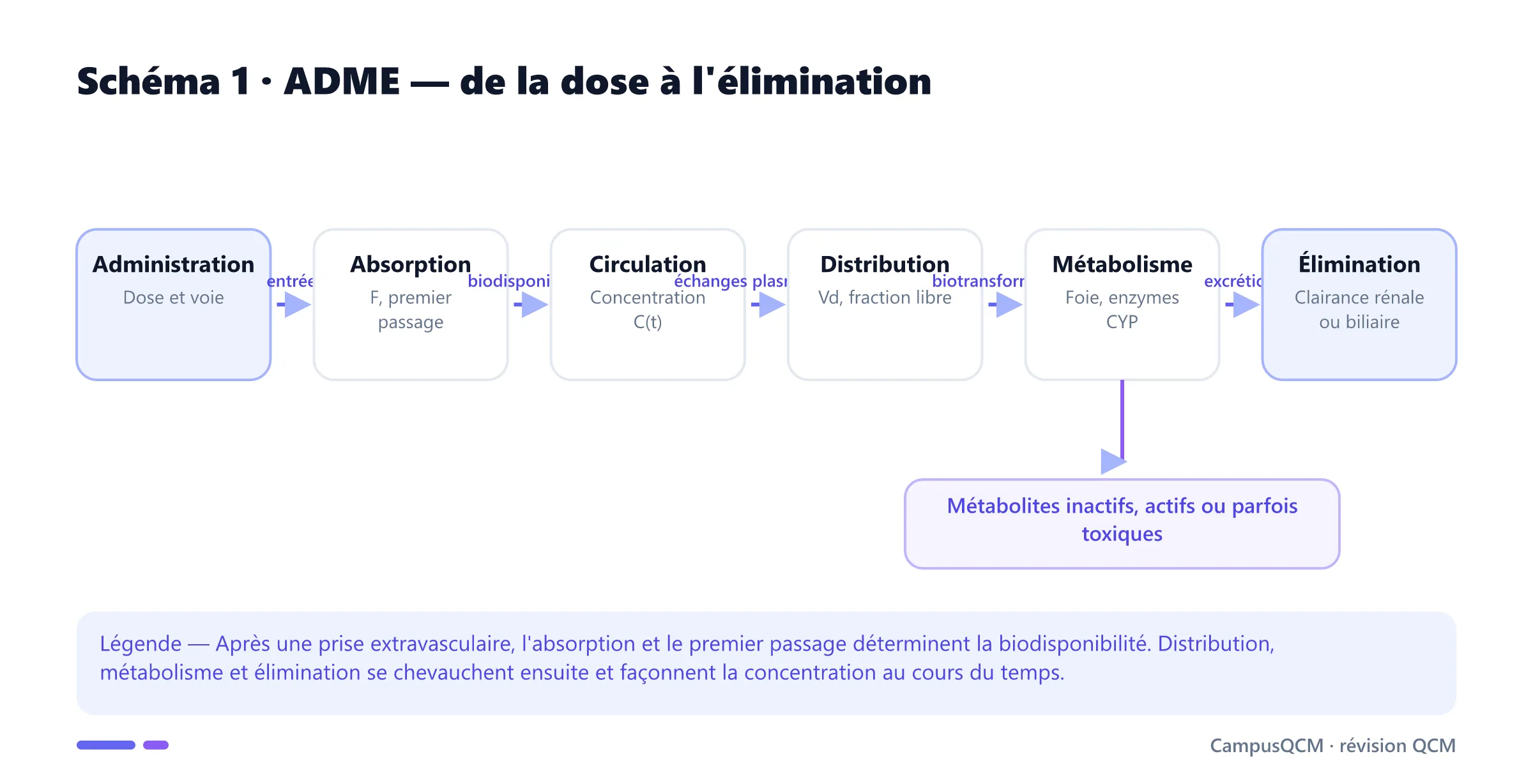 Schéma ADME montrant l'administration, l'absorption, la circulation, la distribution, le métabolisme hépatique et l'élimination.