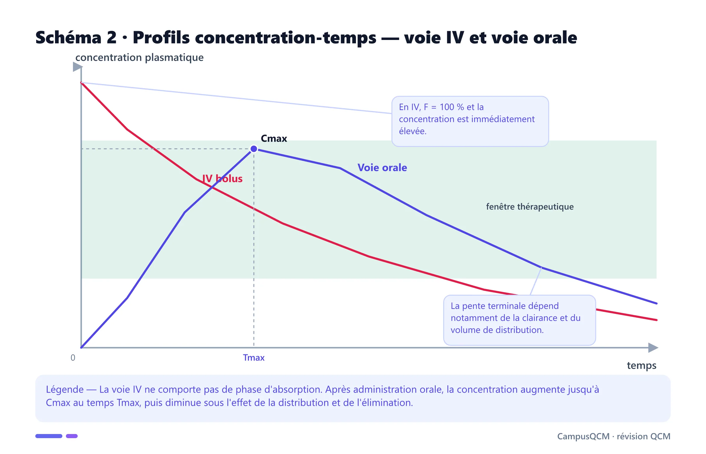 Courbes pharmacocinétiques comparant une injection intraveineuse et une prise orale avec Cmax, Tmax et fenêtre thérapeutique.