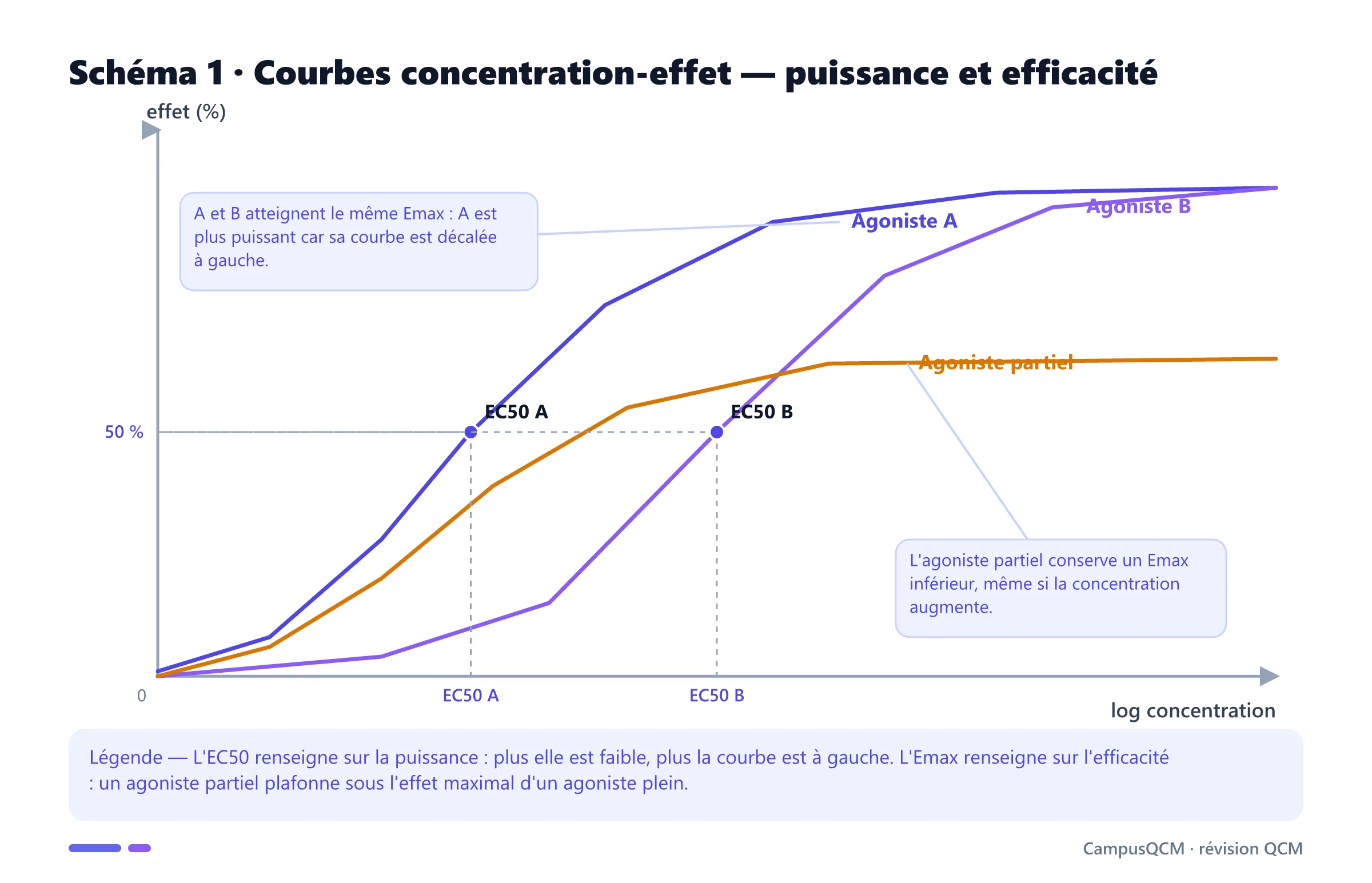 Trois courbes concentration-effet comparant la puissance de deux agonistes pleins et l'efficacité maximale d'un agoniste partiel.