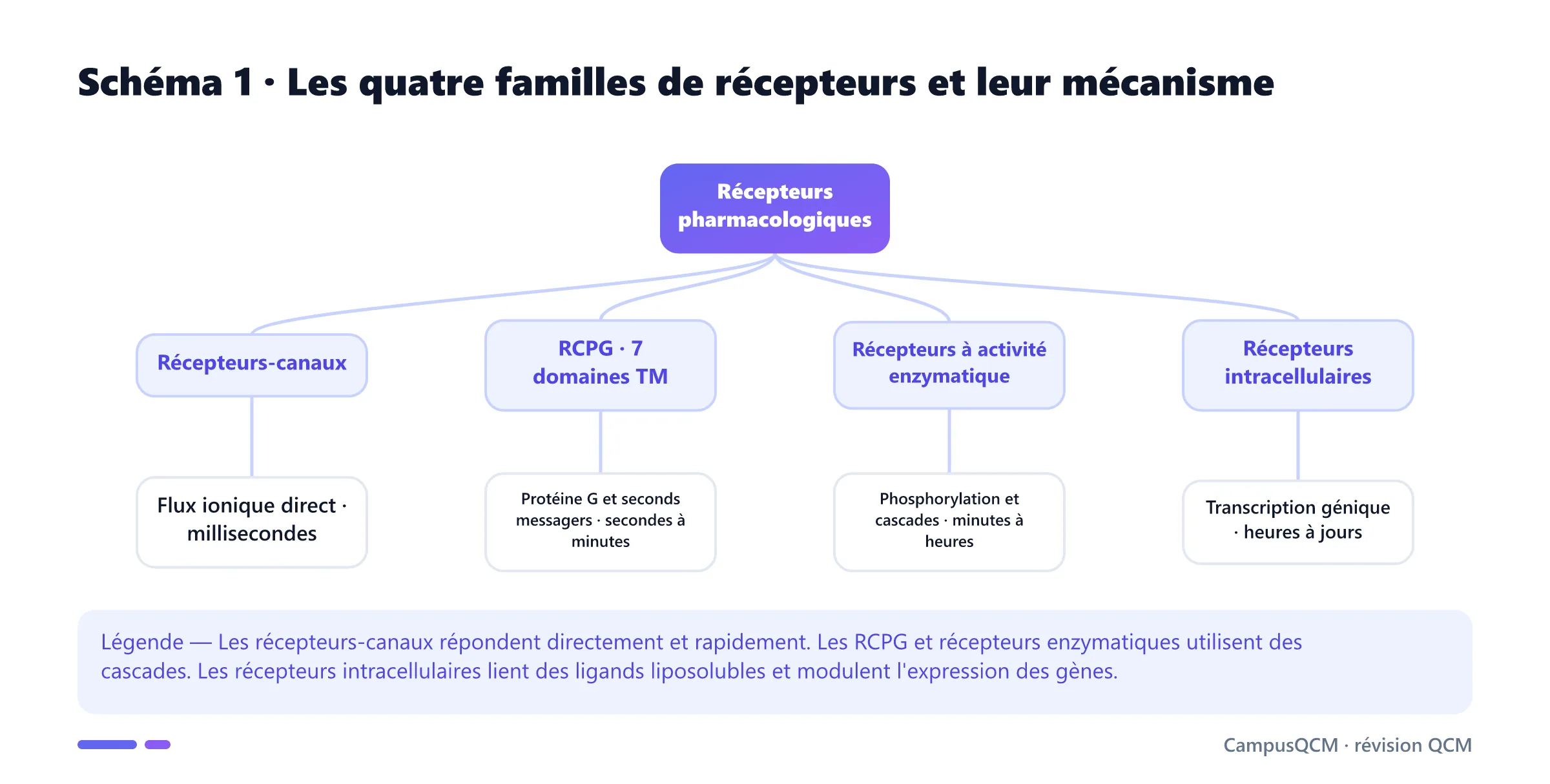 Arbre des quatre familles de récepteurs pharmacologiques avec mécanisme de transduction et ordre de grandeur de leur vitesse de réponse.