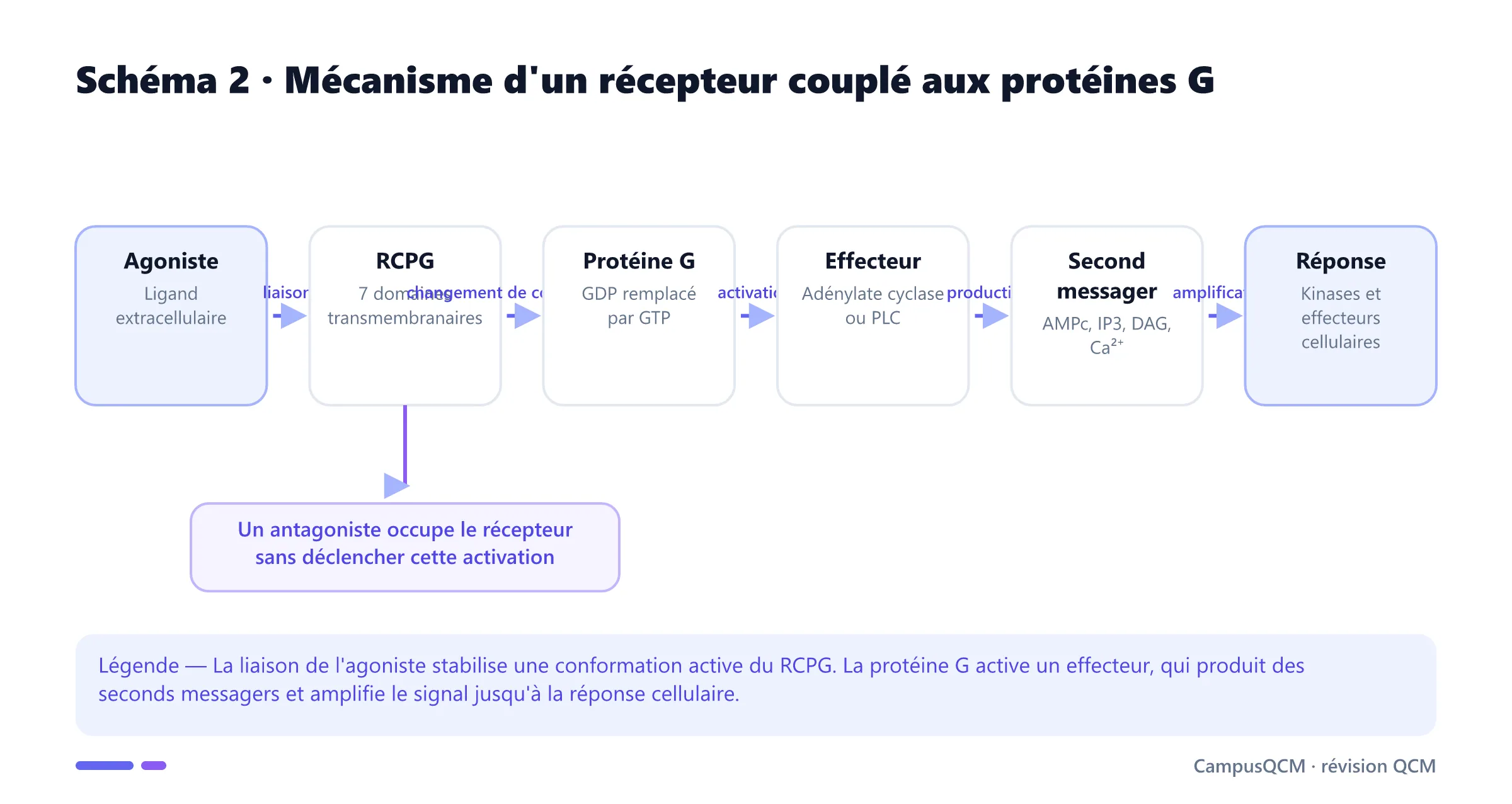 Cascade de signalisation d'un récepteur couplé aux protéines G depuis la liaison de l'agoniste jusqu'aux seconds messagers et à la réponse cellulaire.