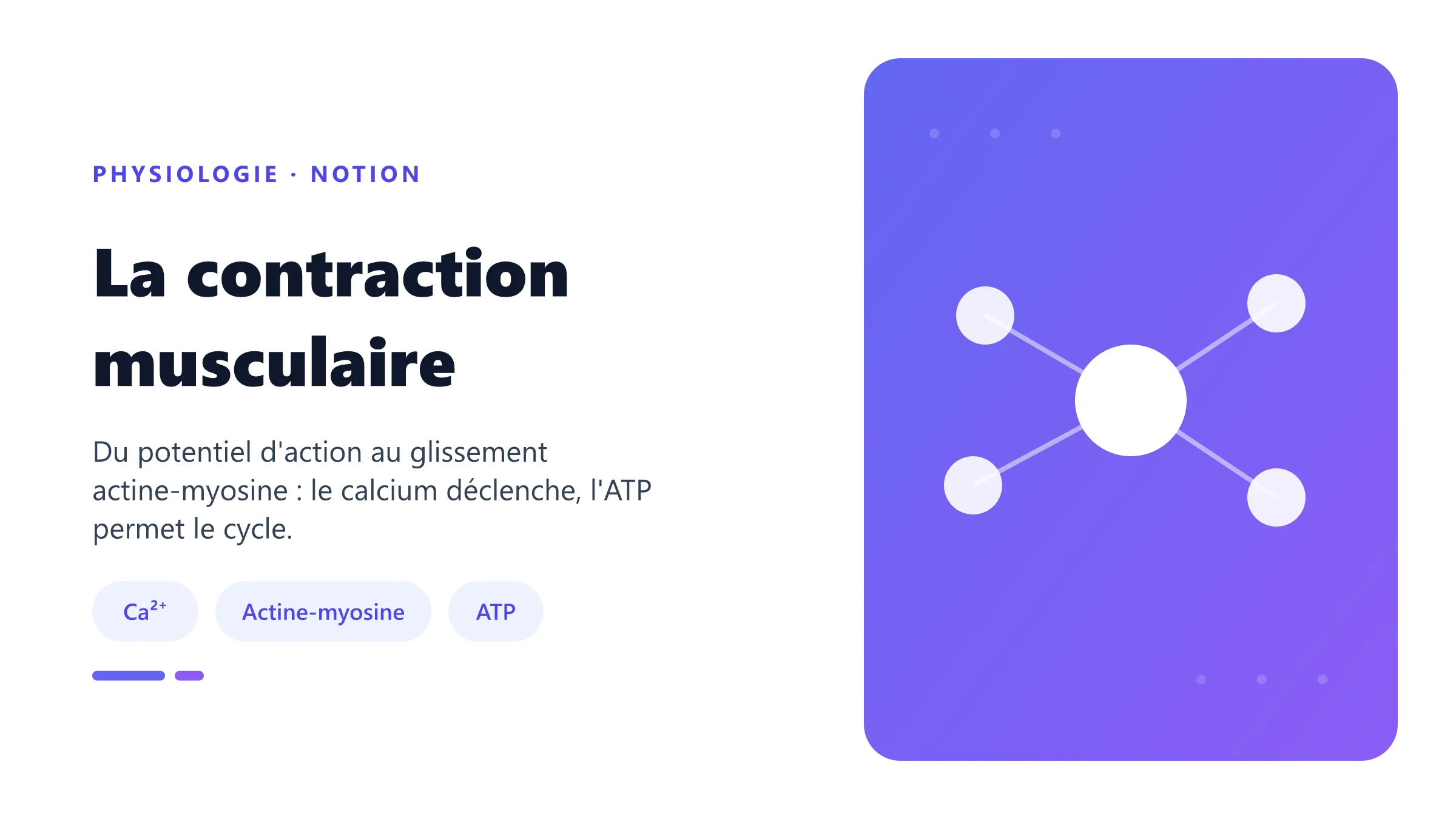 La contraction musculaire Couplage excitation-contraction et cycle actine-myosine.