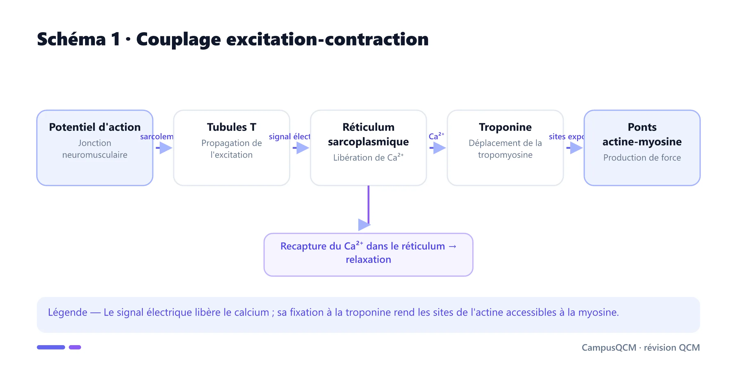 Voie du potentiel d'action jusqu'à la contraction du sarcomère.