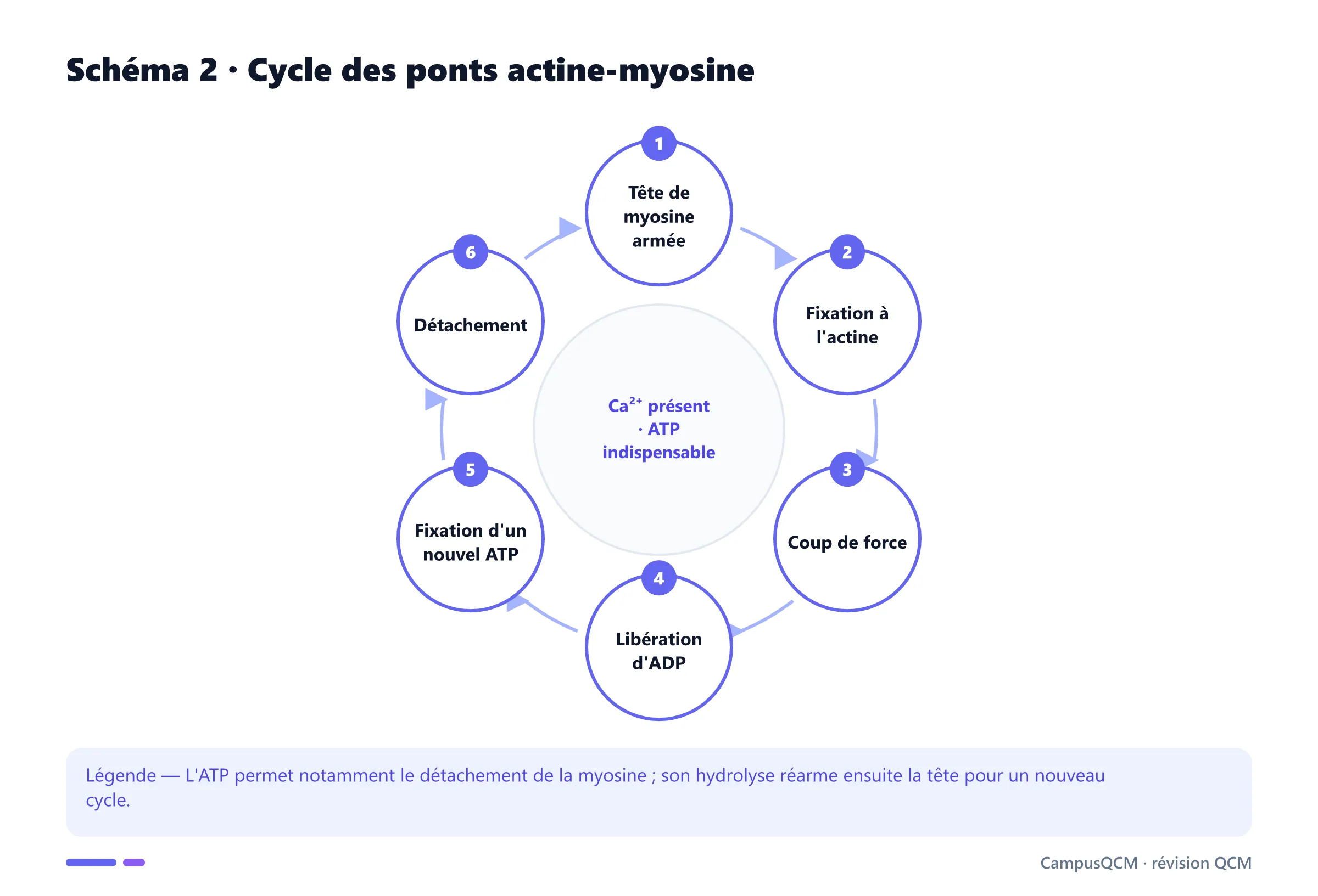 Cycle moléculaire des ponts actine-myosine dépendant du calcium et de l'ATP.