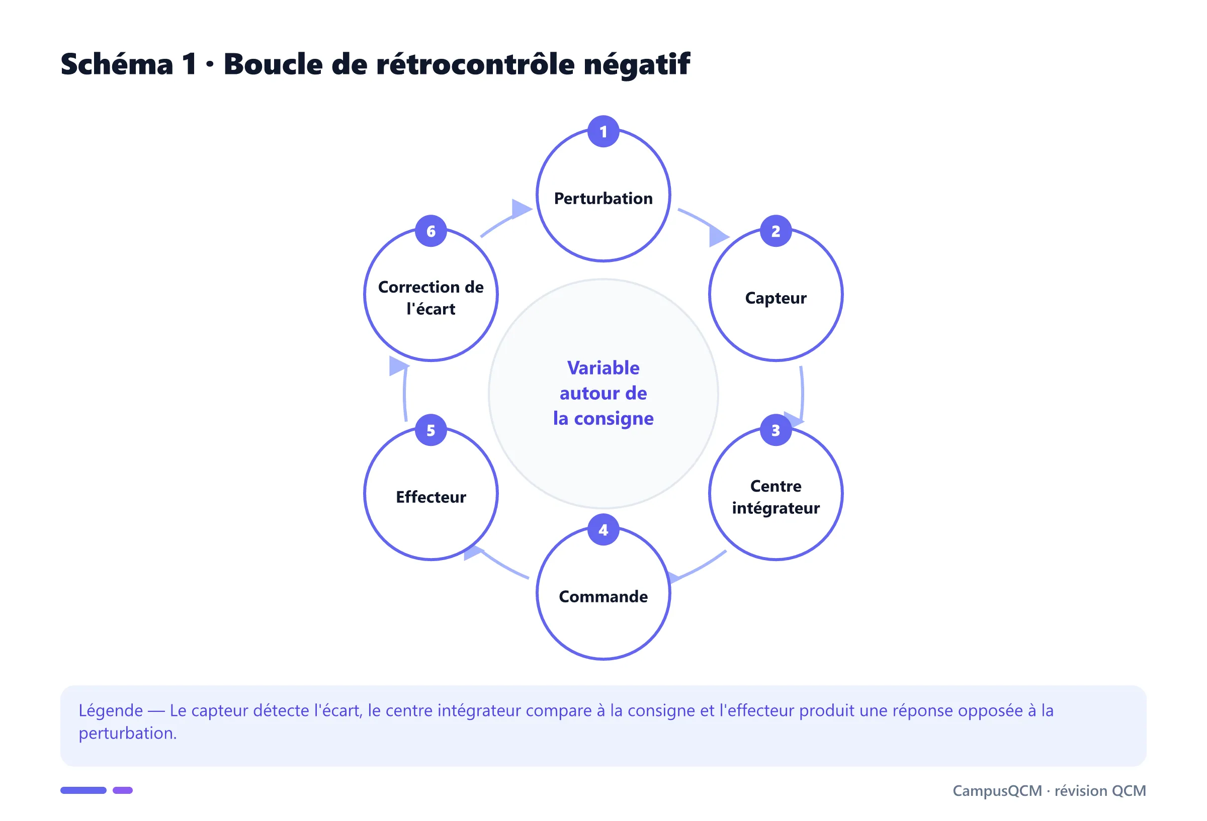 Boucle physiologique de rétrocontrôle négatif.