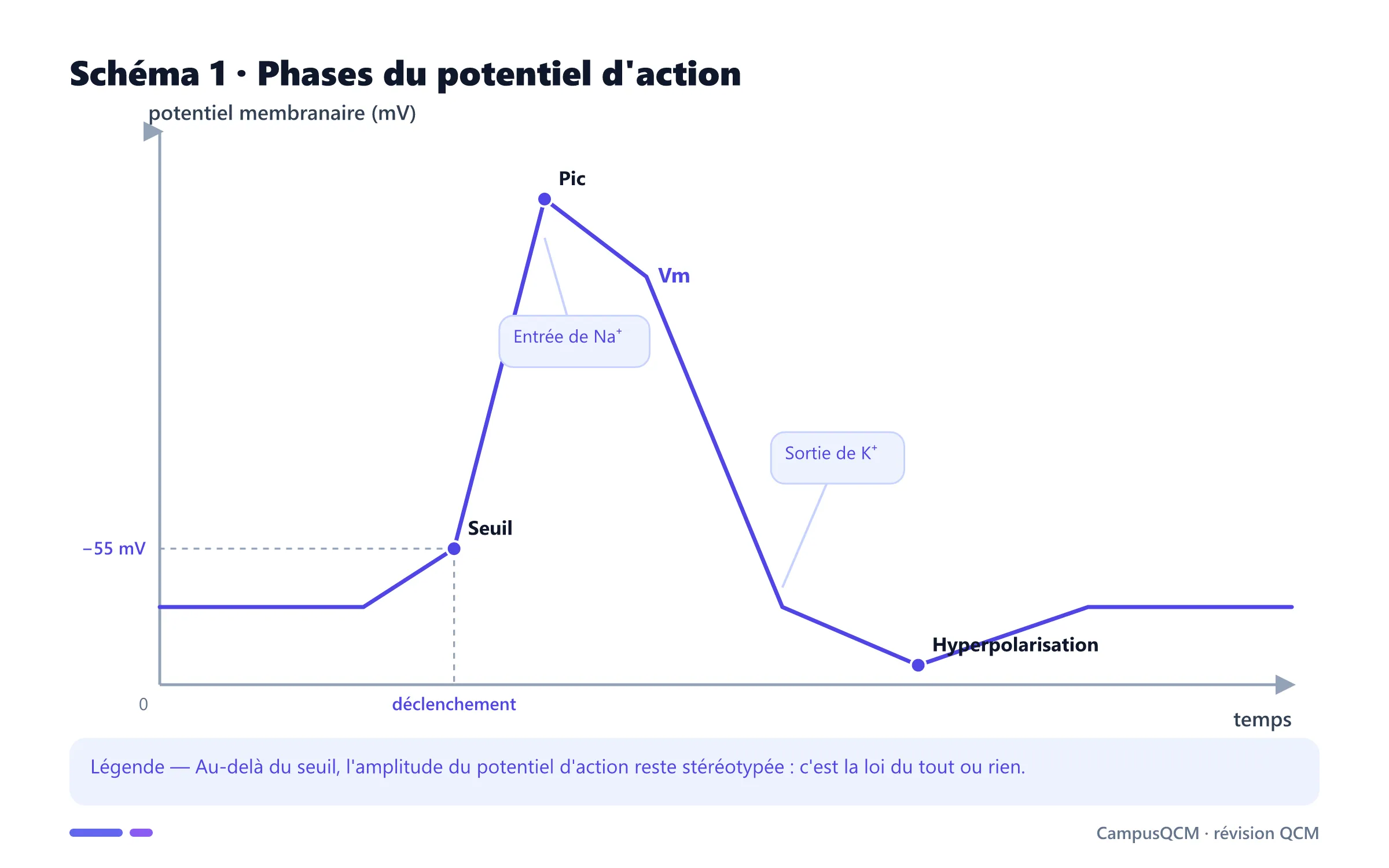 Potentiel d'action avec repos, seuil, dépolarisation, repolarisation et hyperpolarisation.