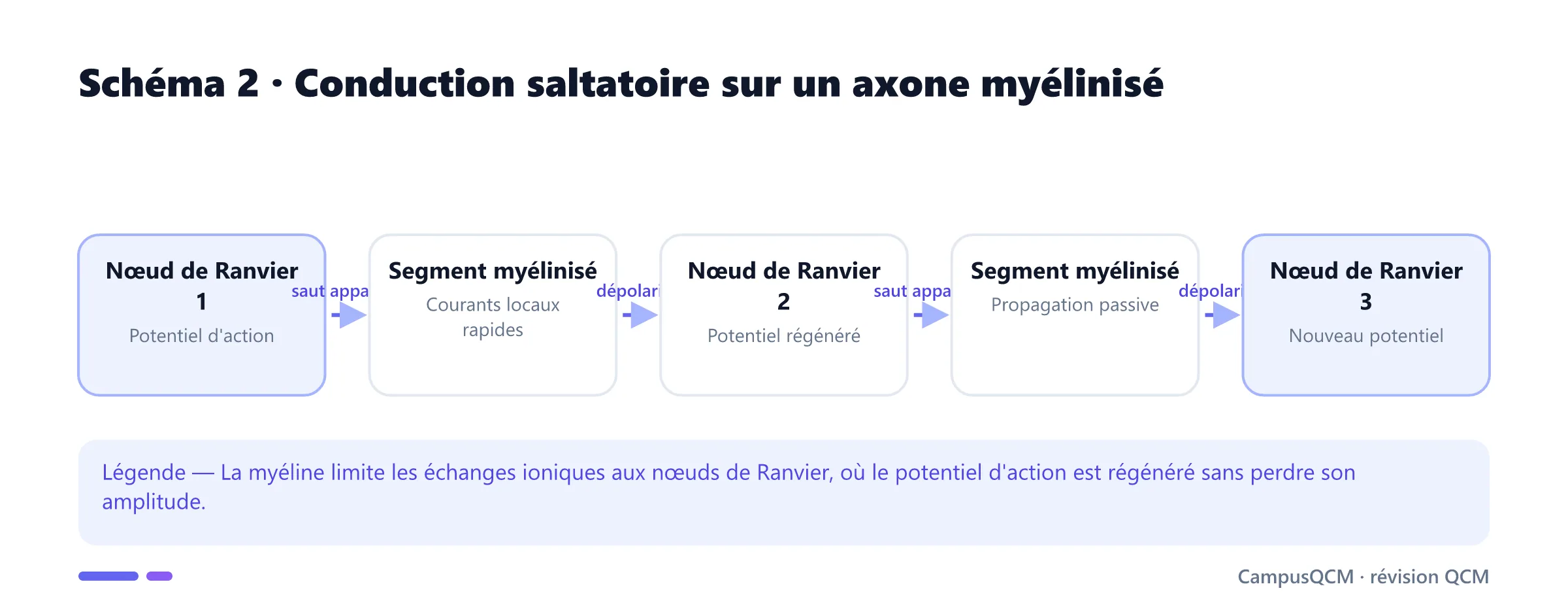 Propagation saltatoire du potentiel d'action de nœud en nœud.