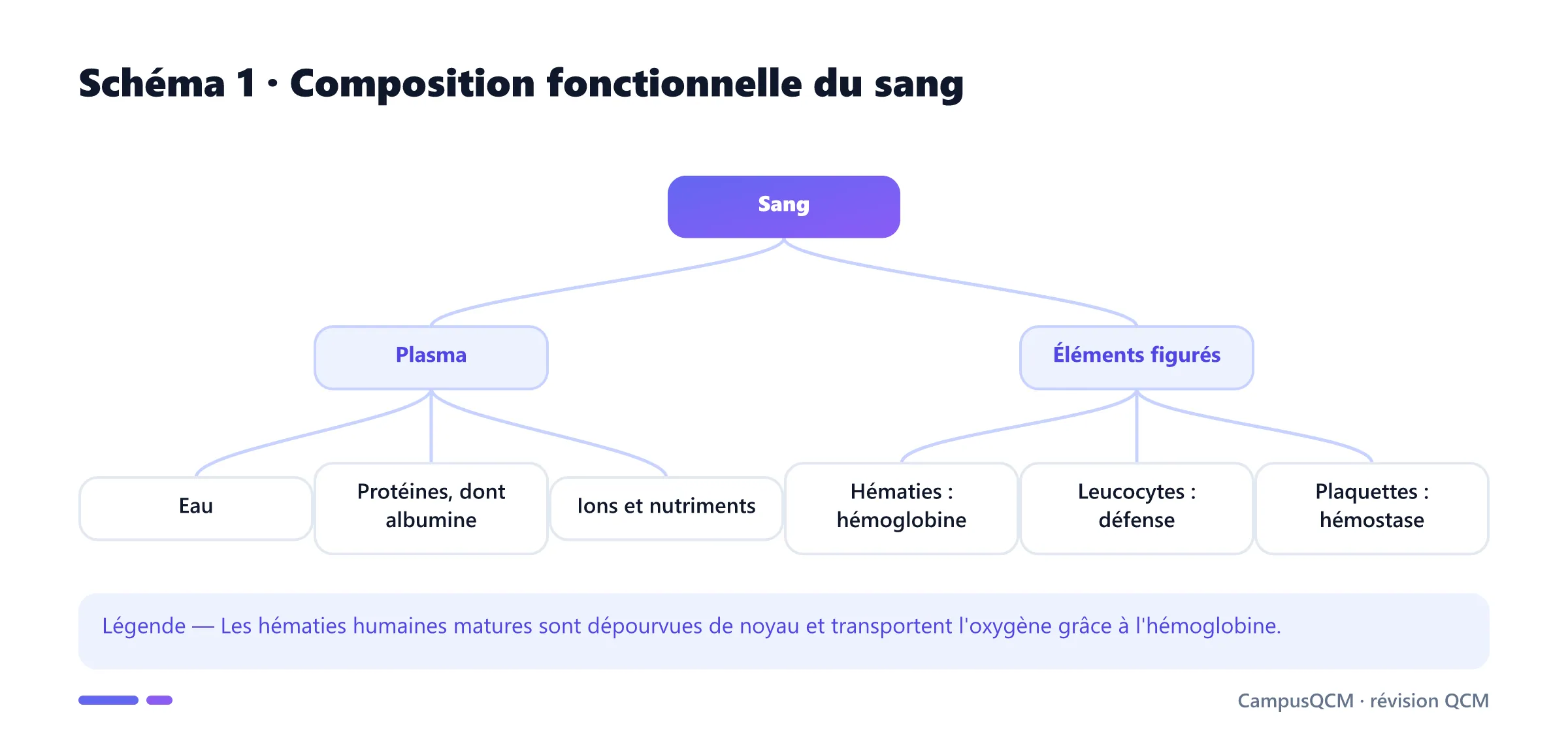 Arbre de composition du sang en plasma, hématies, leucocytes et plaquettes.