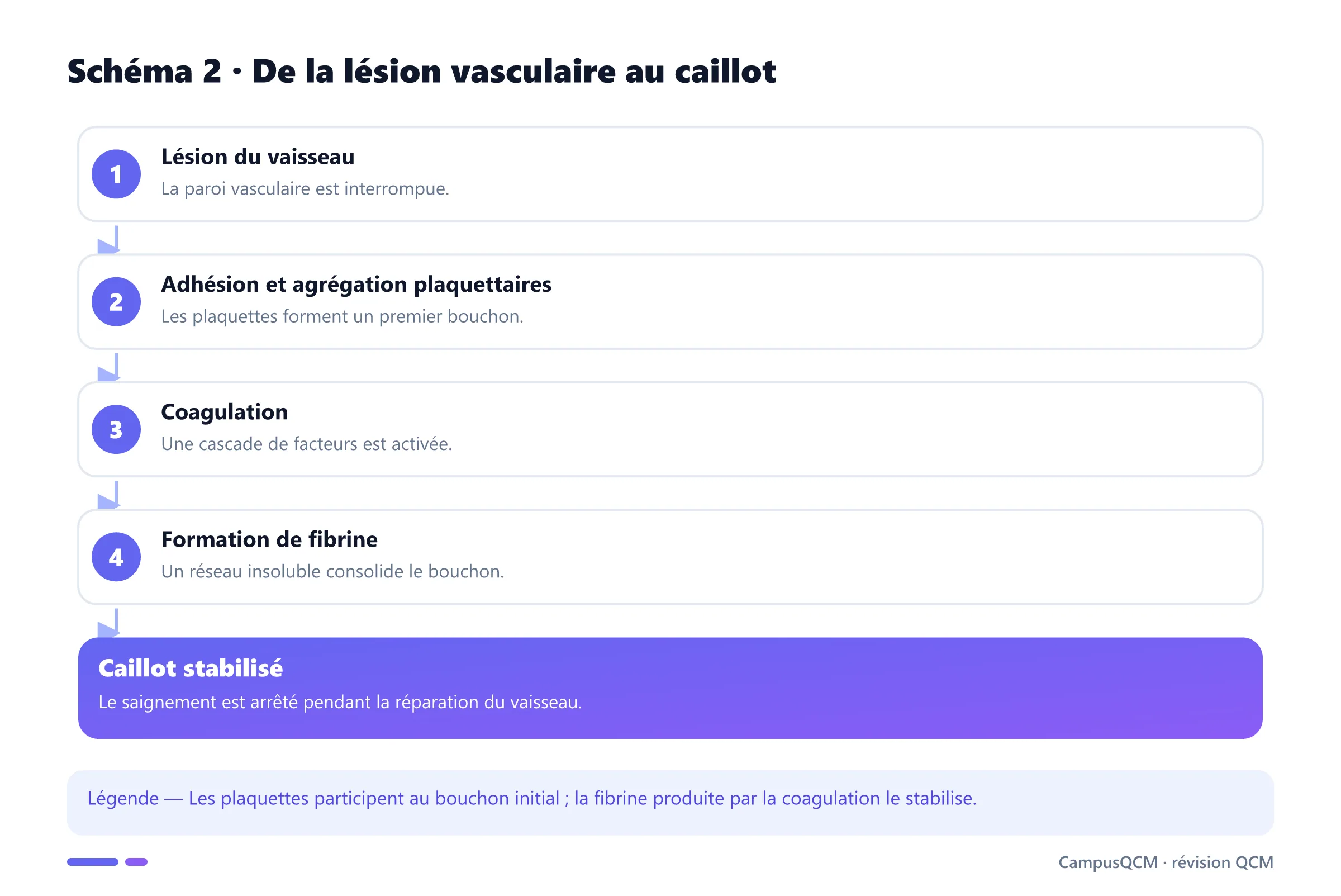 Étapes simplifiées de l'hémostase jusqu'au caillot de fibrine.