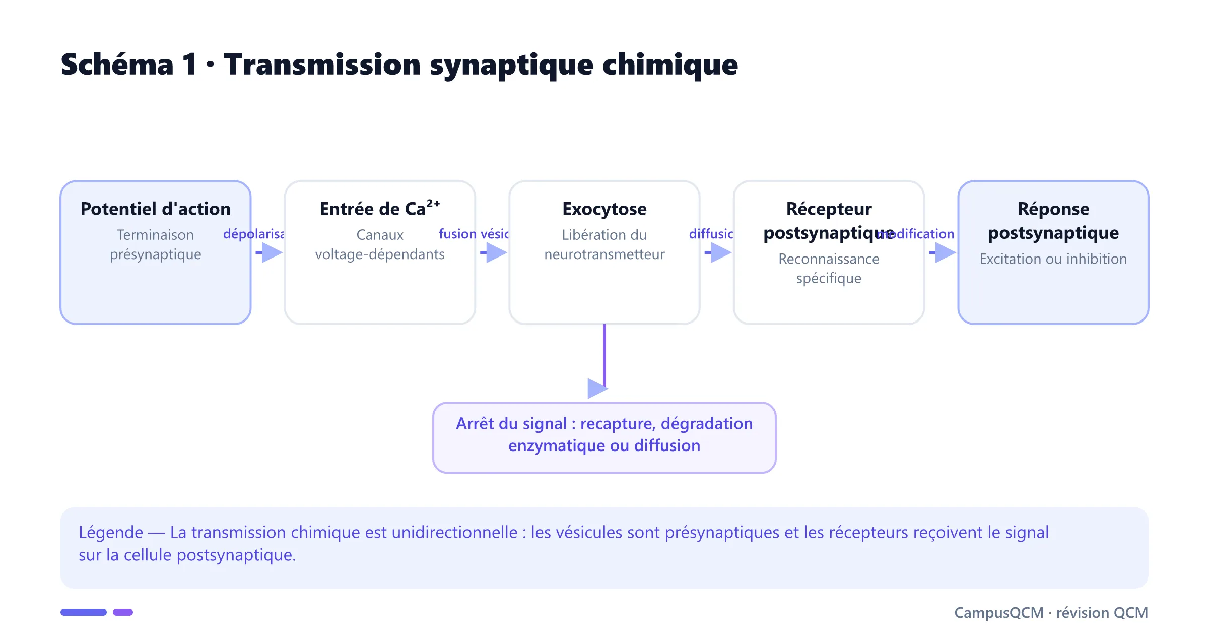 Étapes de la transmission synaptique chimique du potentiel d'action à la réponse.