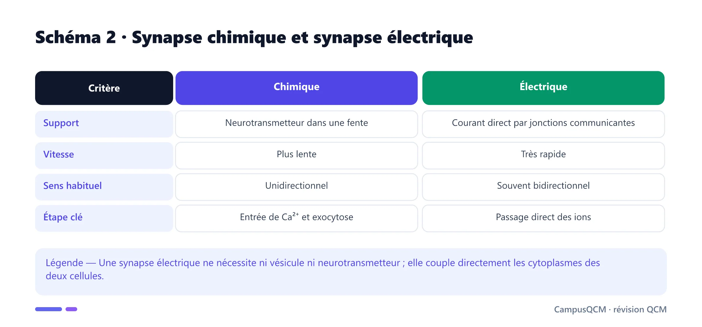 Comparaison des transmissions synaptiques chimique et électrique.