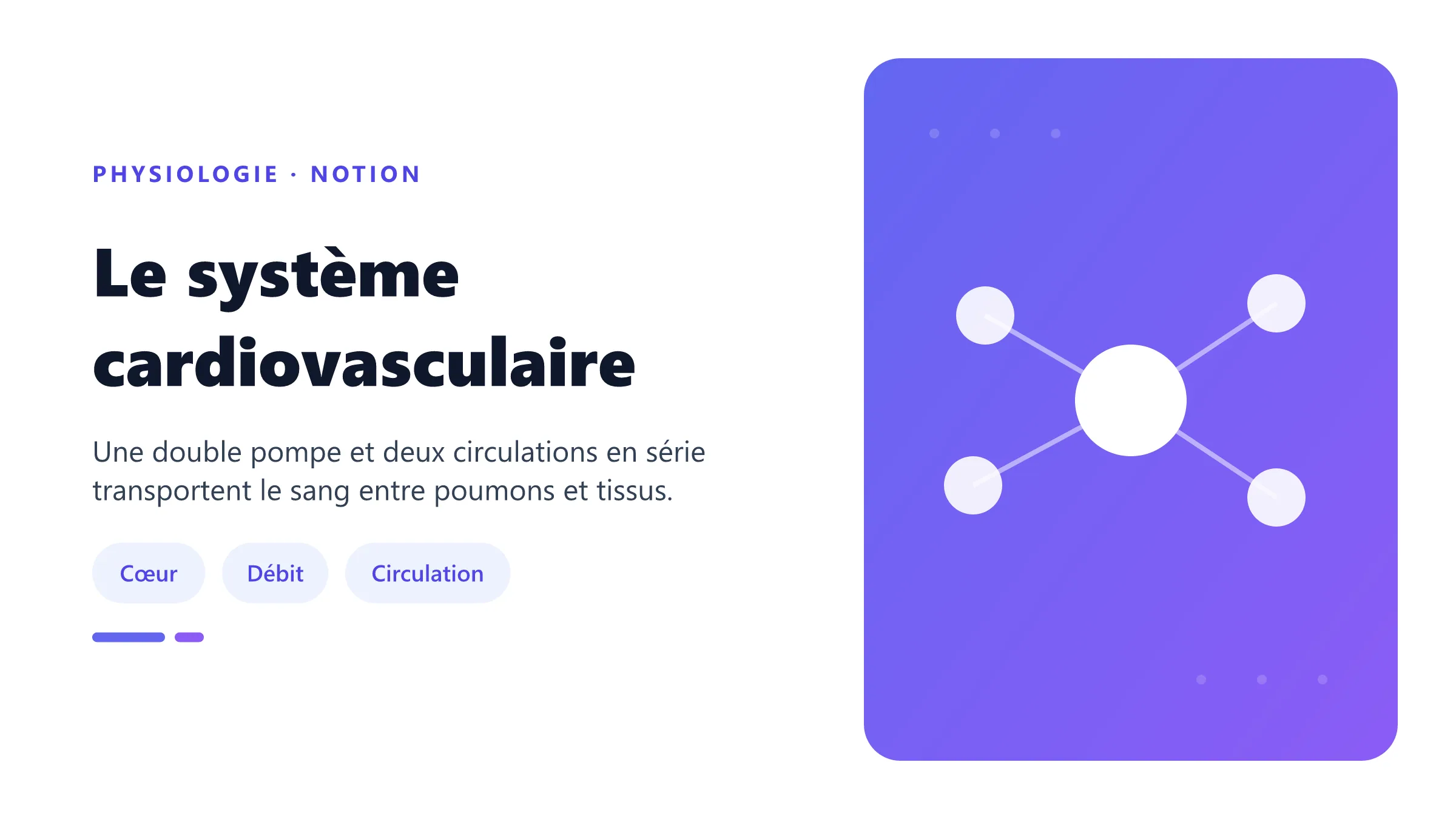 Organisation fonctionnelle du cœur et des deux circulations.