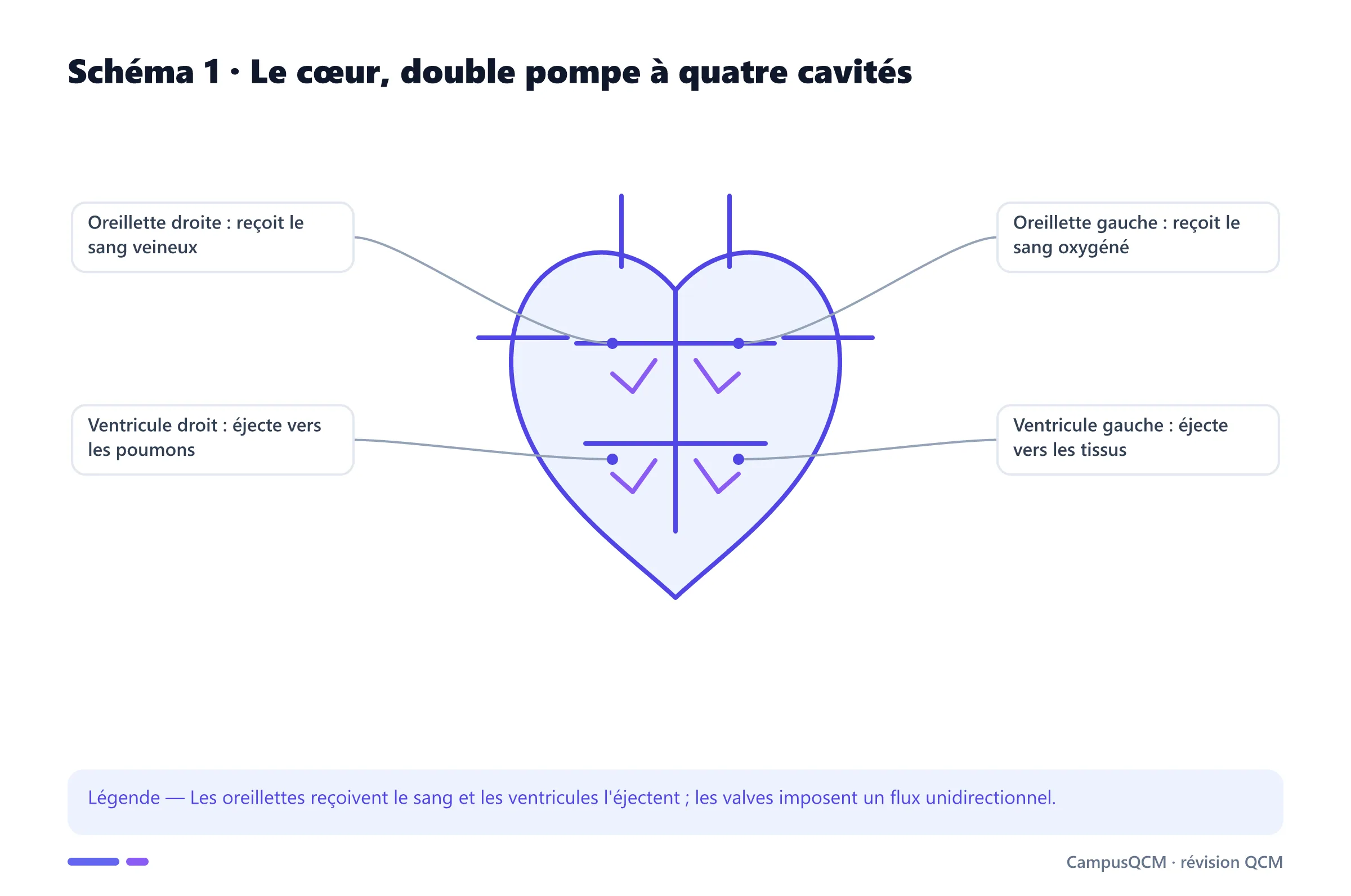 Cœur humain à quatre cavités avec fonctions du cœur droit et du cœur gauche.