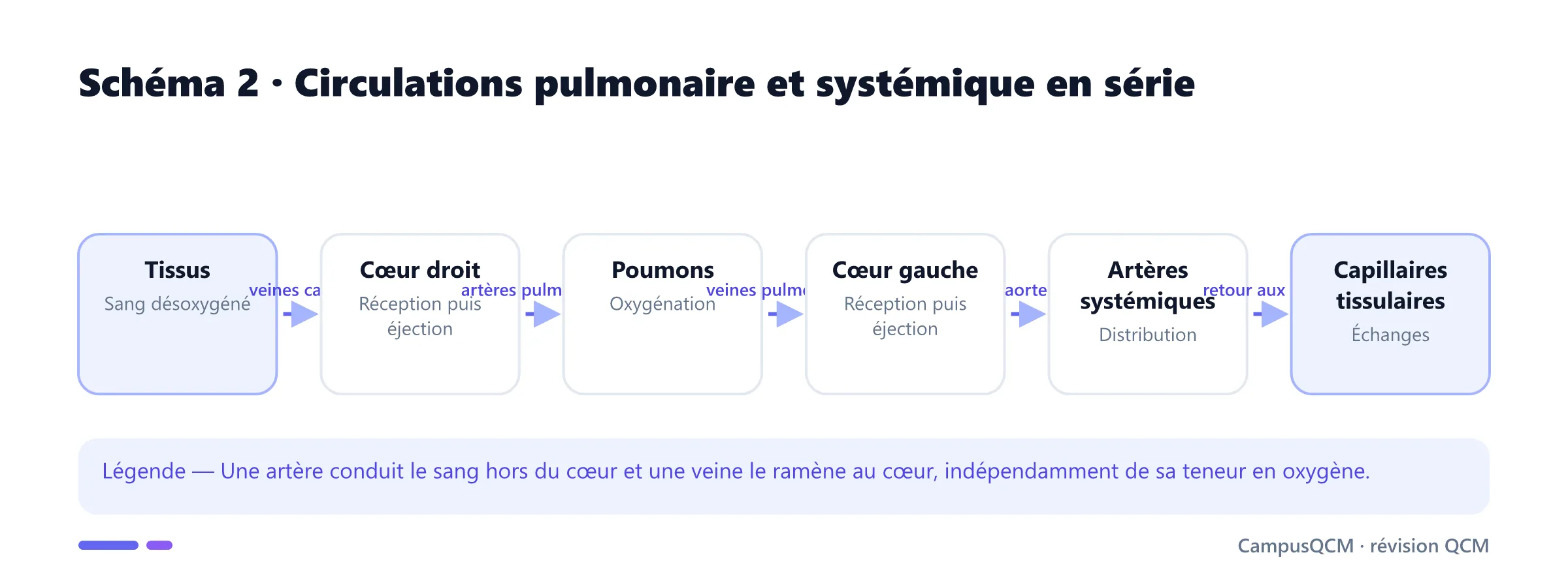 Trajet du sang dans les circulations pulmonaire et systémique.