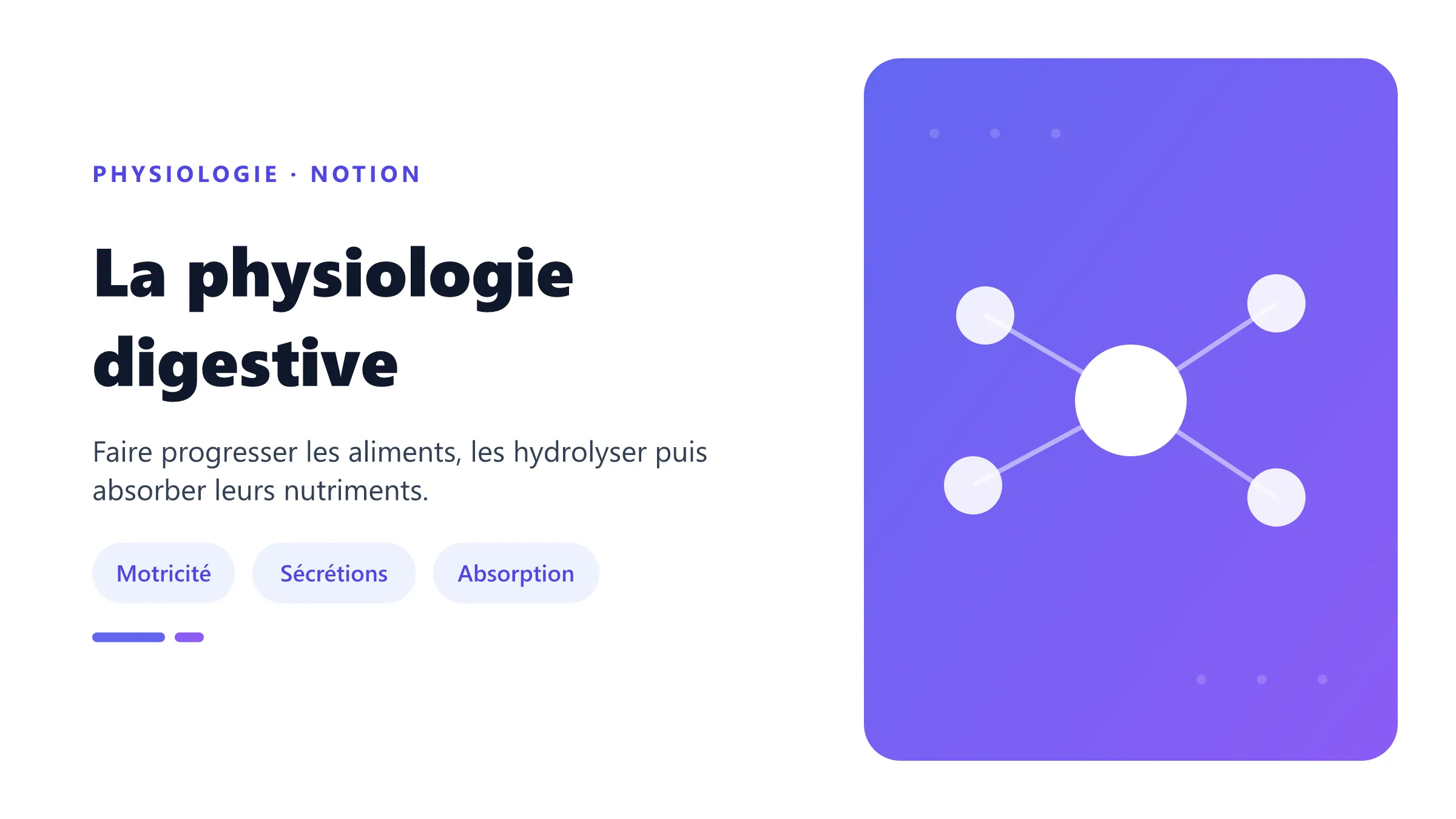 Fonctions physiologiques successives du tube digestif.