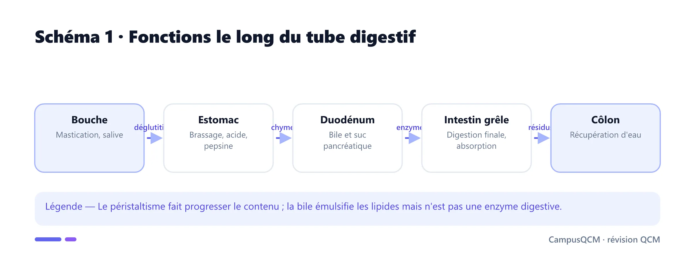 Trajet digestif de la bouche au côlon avec motricité, sécrétions et absorption.