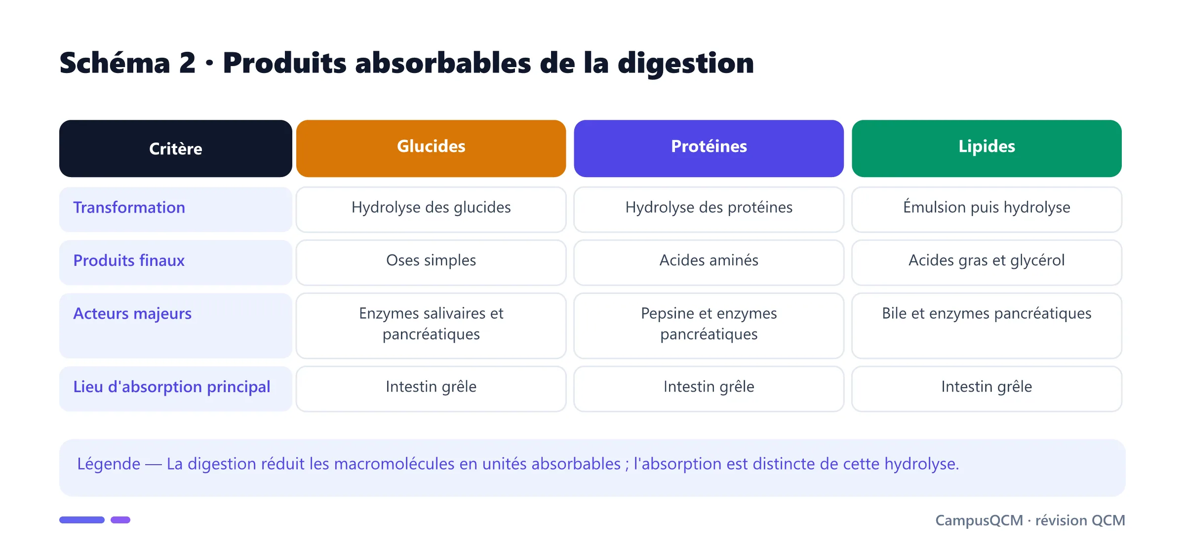 Comparaison de la digestion des glucides, protéines et lipides.