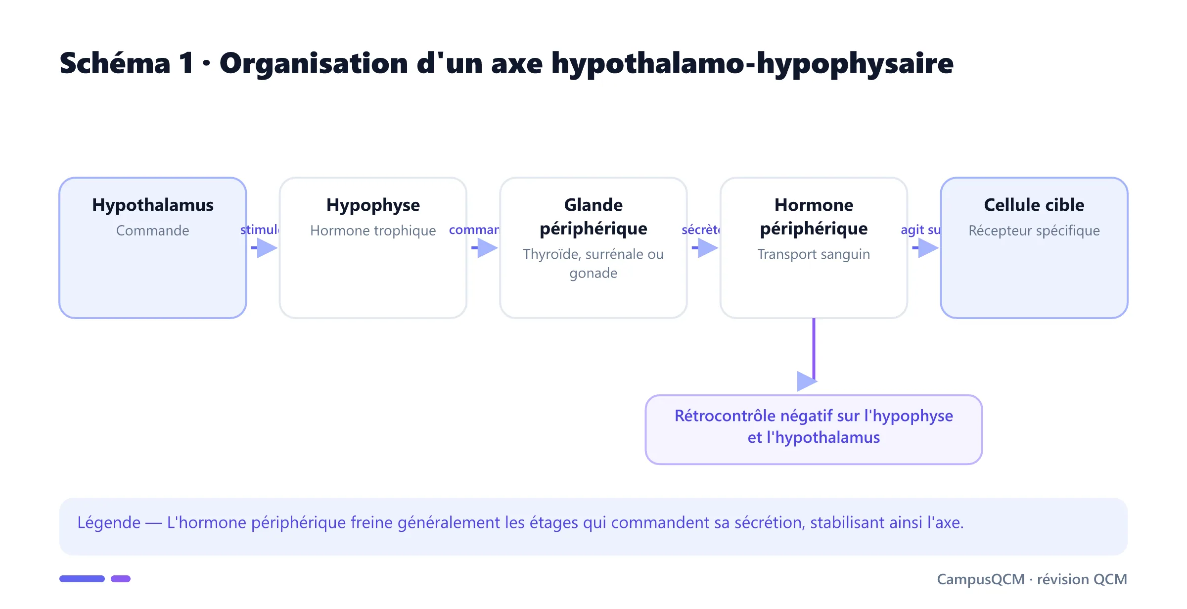 Axe hypothalamus-hypophyse-glande périphérique avec rétrocontrôle négatif.