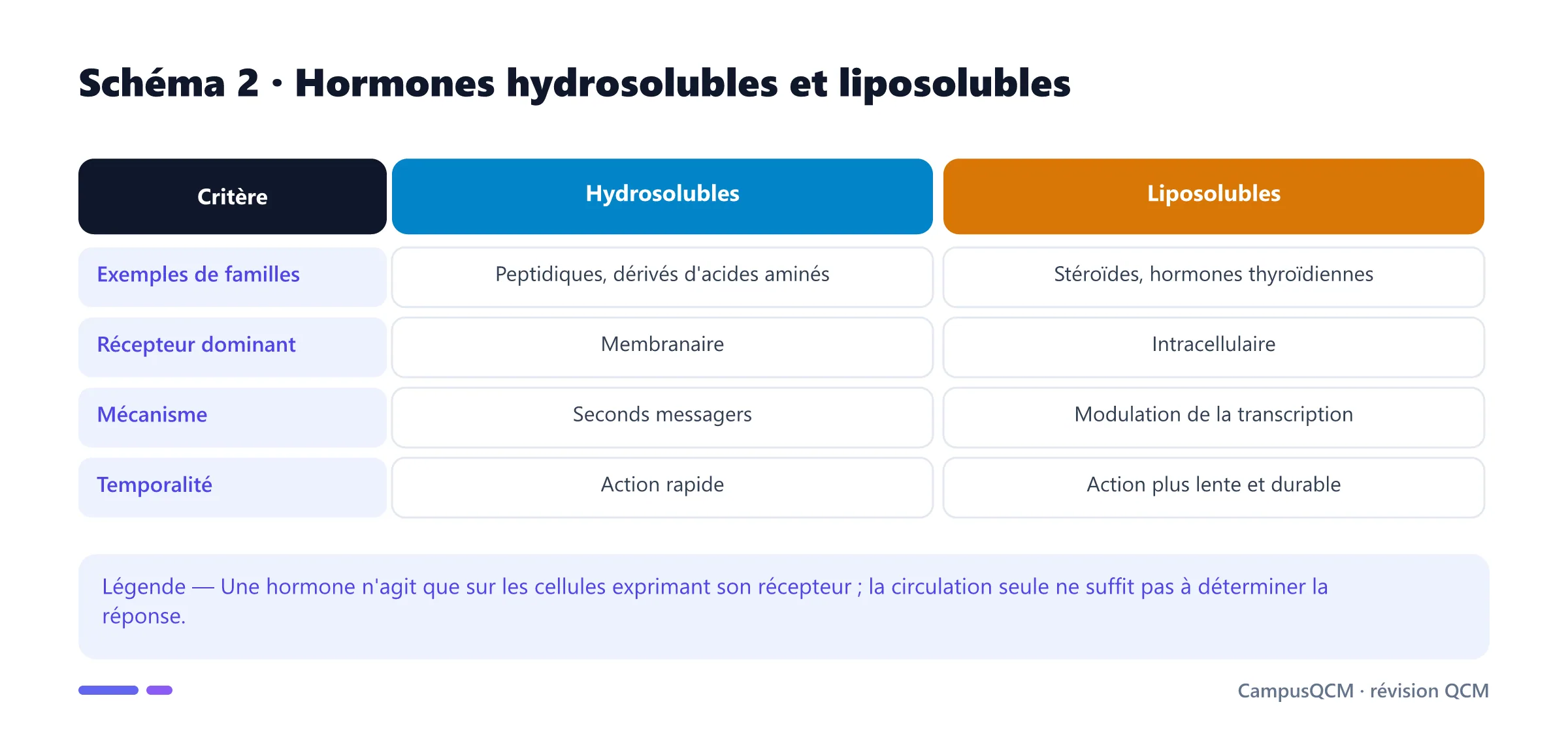 Comparaison du mode d'action des hormones hydrosolubles et liposolubles.