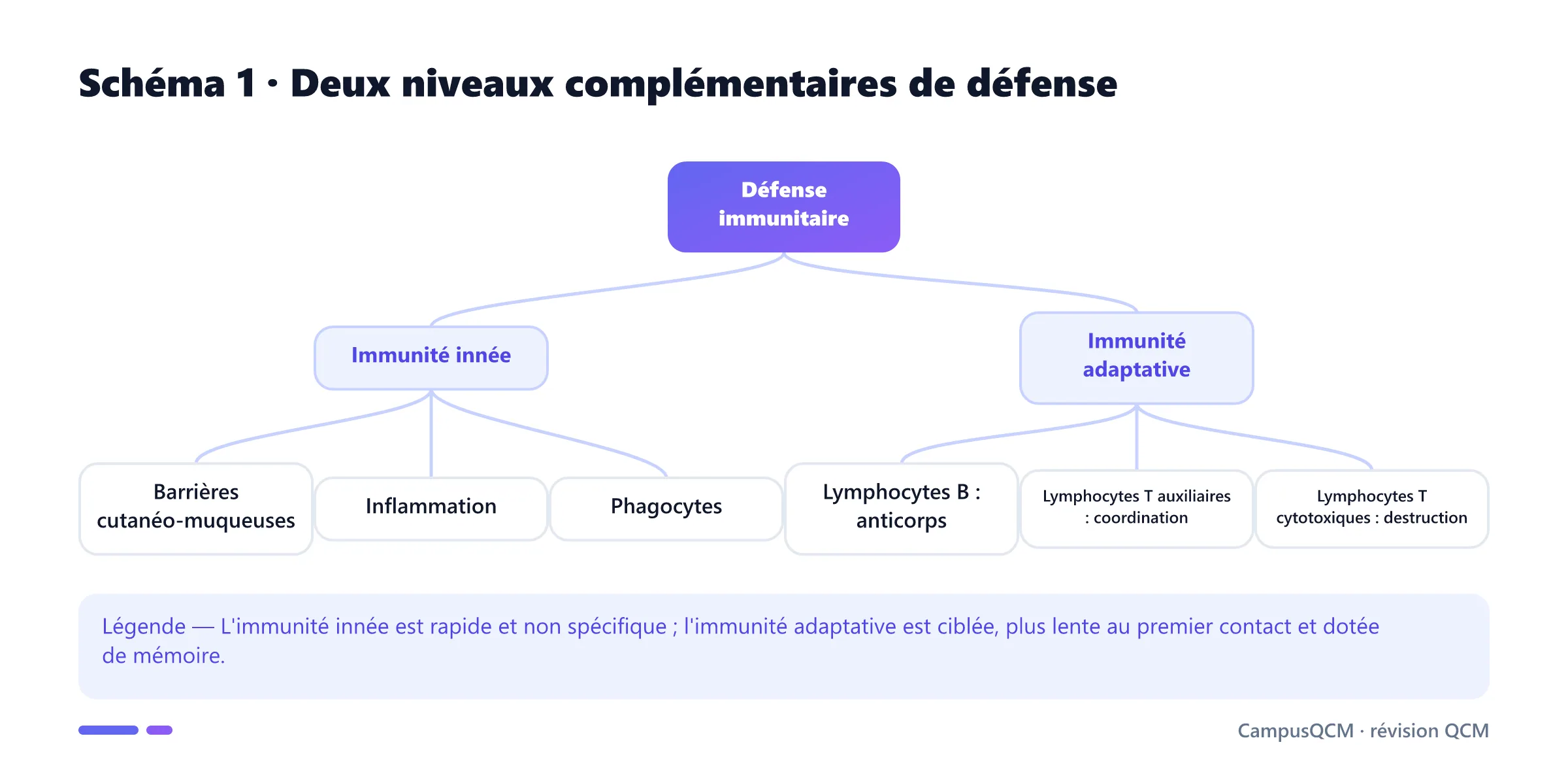 Arbre comparant les composantes de l'immunité innée et adaptative.