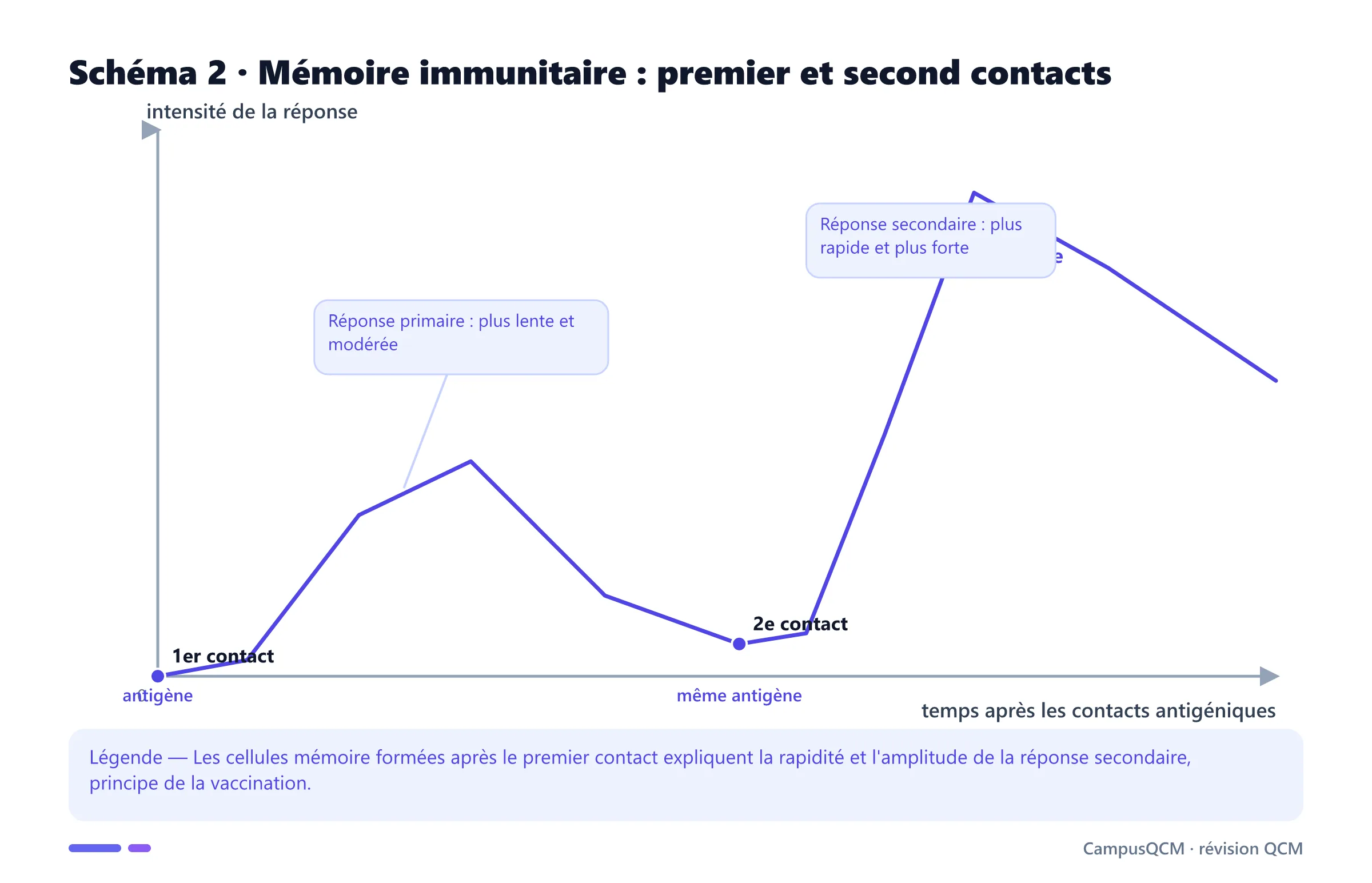 Courbe comparant les réponses immunitaires primaire et secondaire.